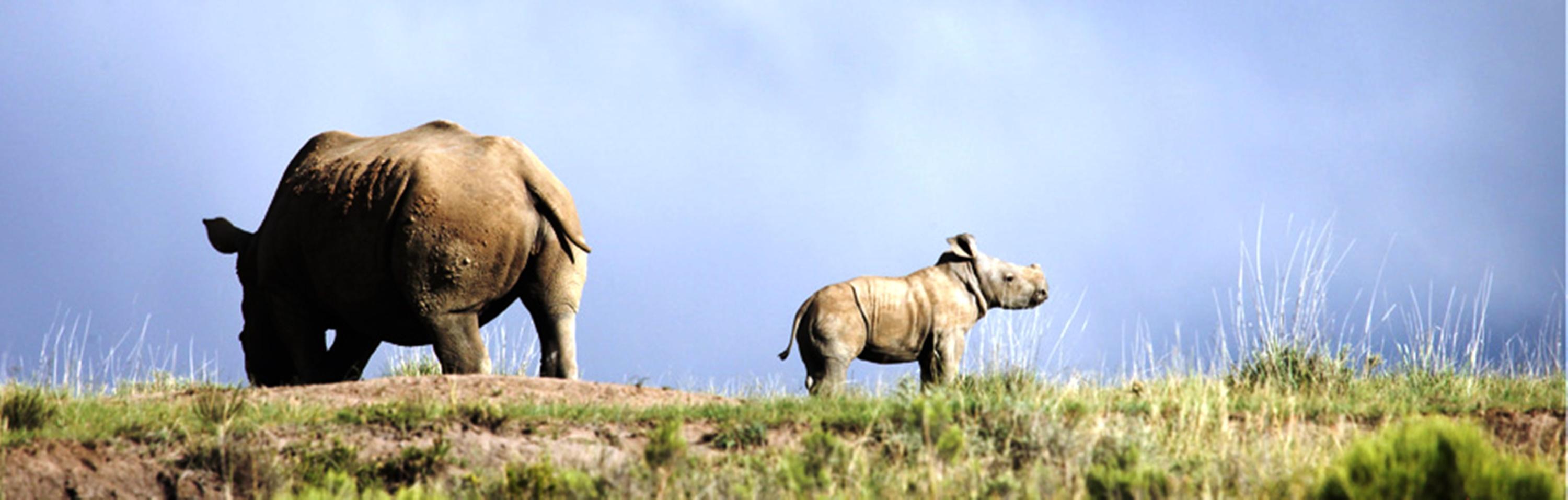 Mount Camdeboo Private Game Reserve by Newmark