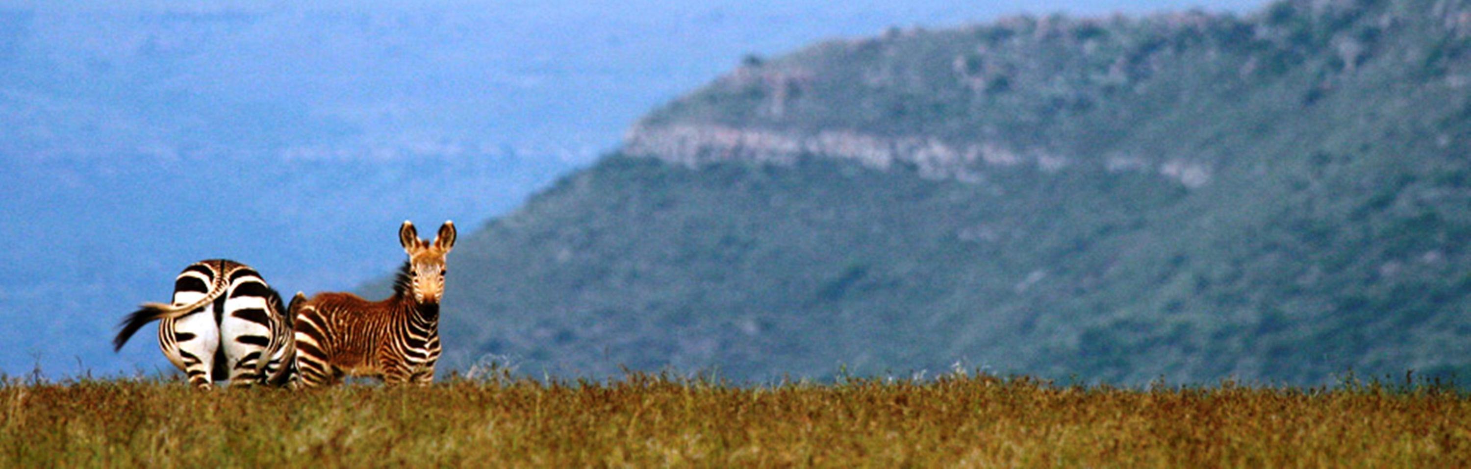 Mount Camdeboo Private Game Reserve by Newmark