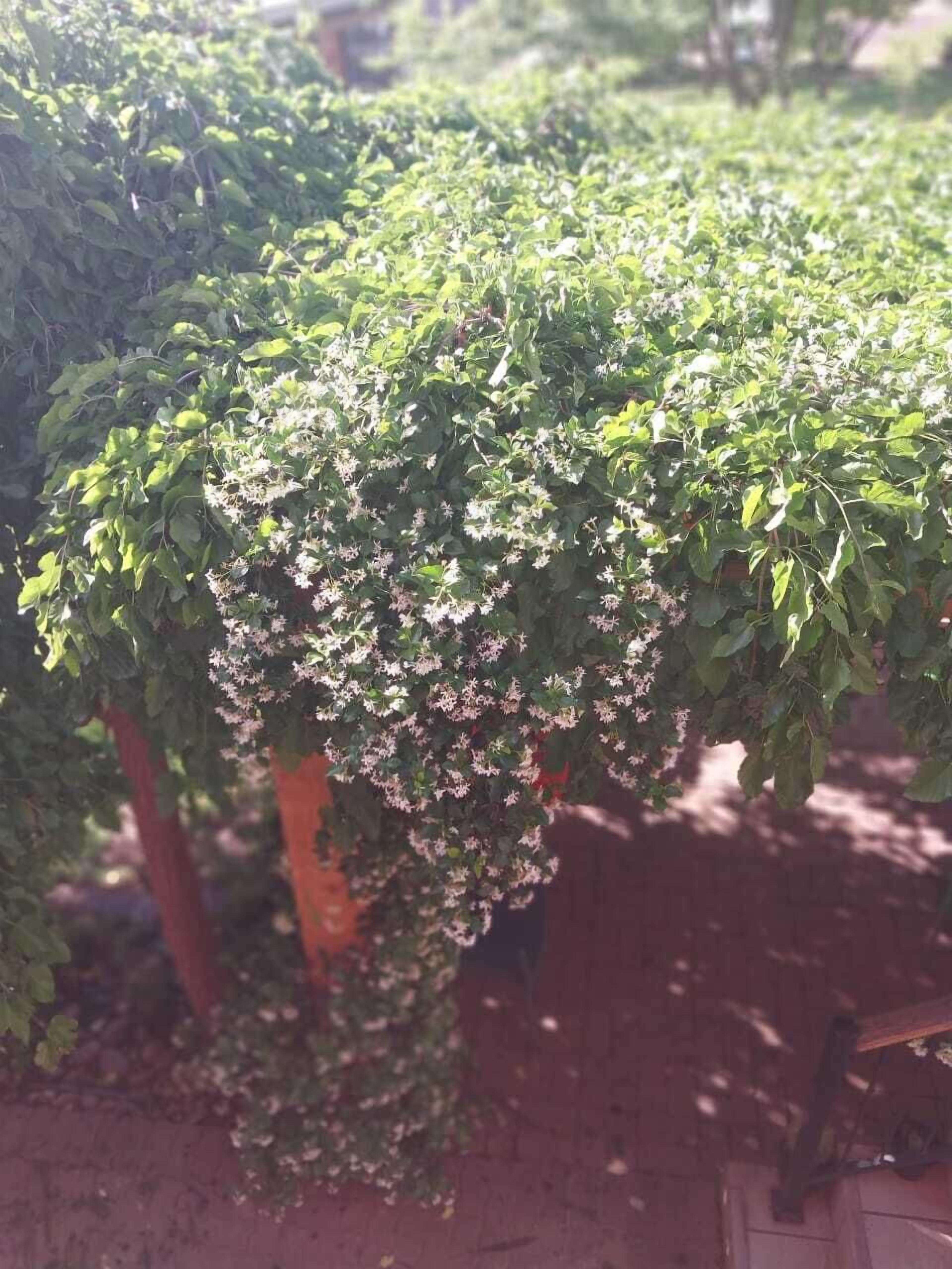 Wisteria Lane Guesthouse