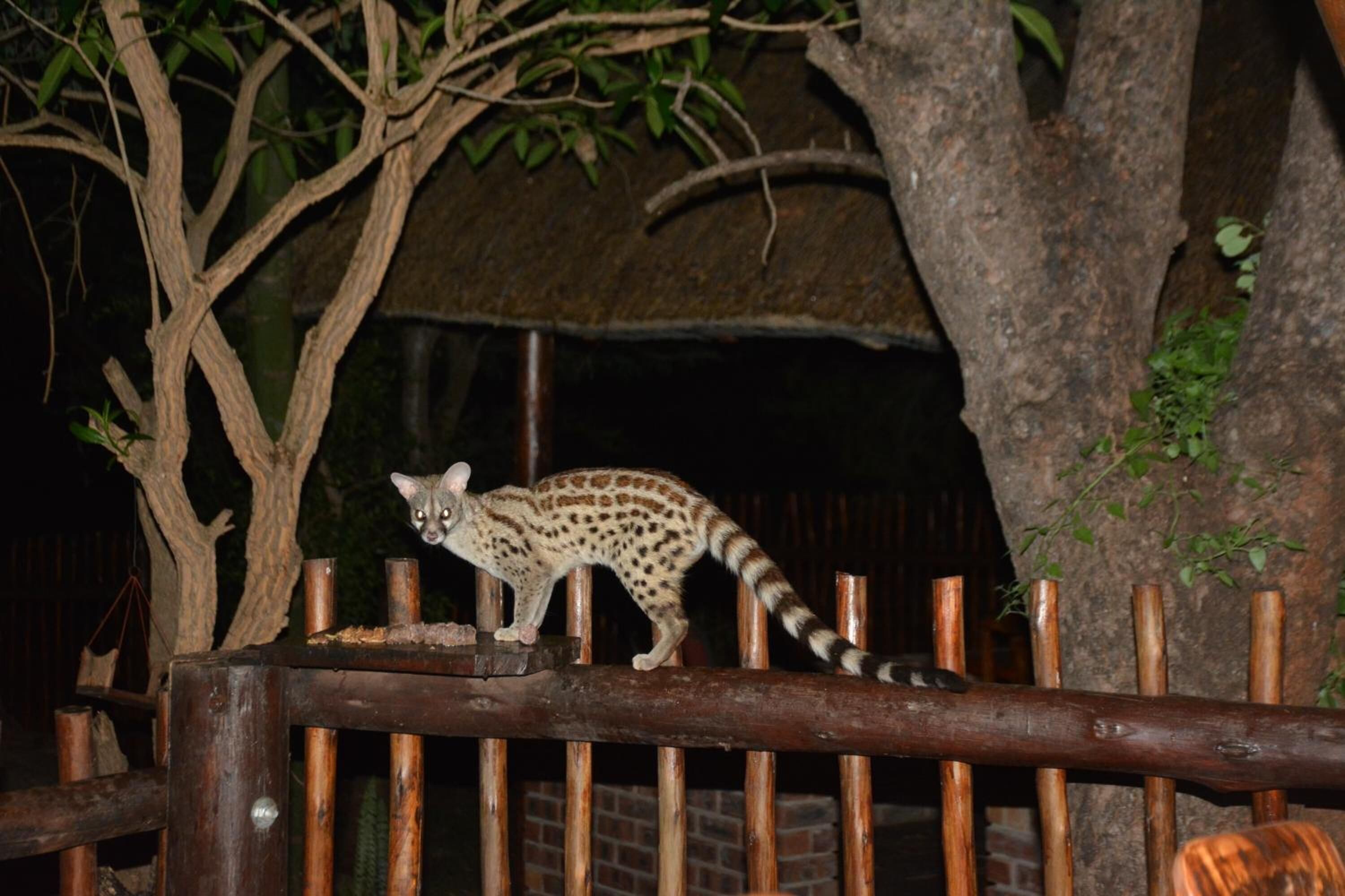 Bona Ngwenya Lodge