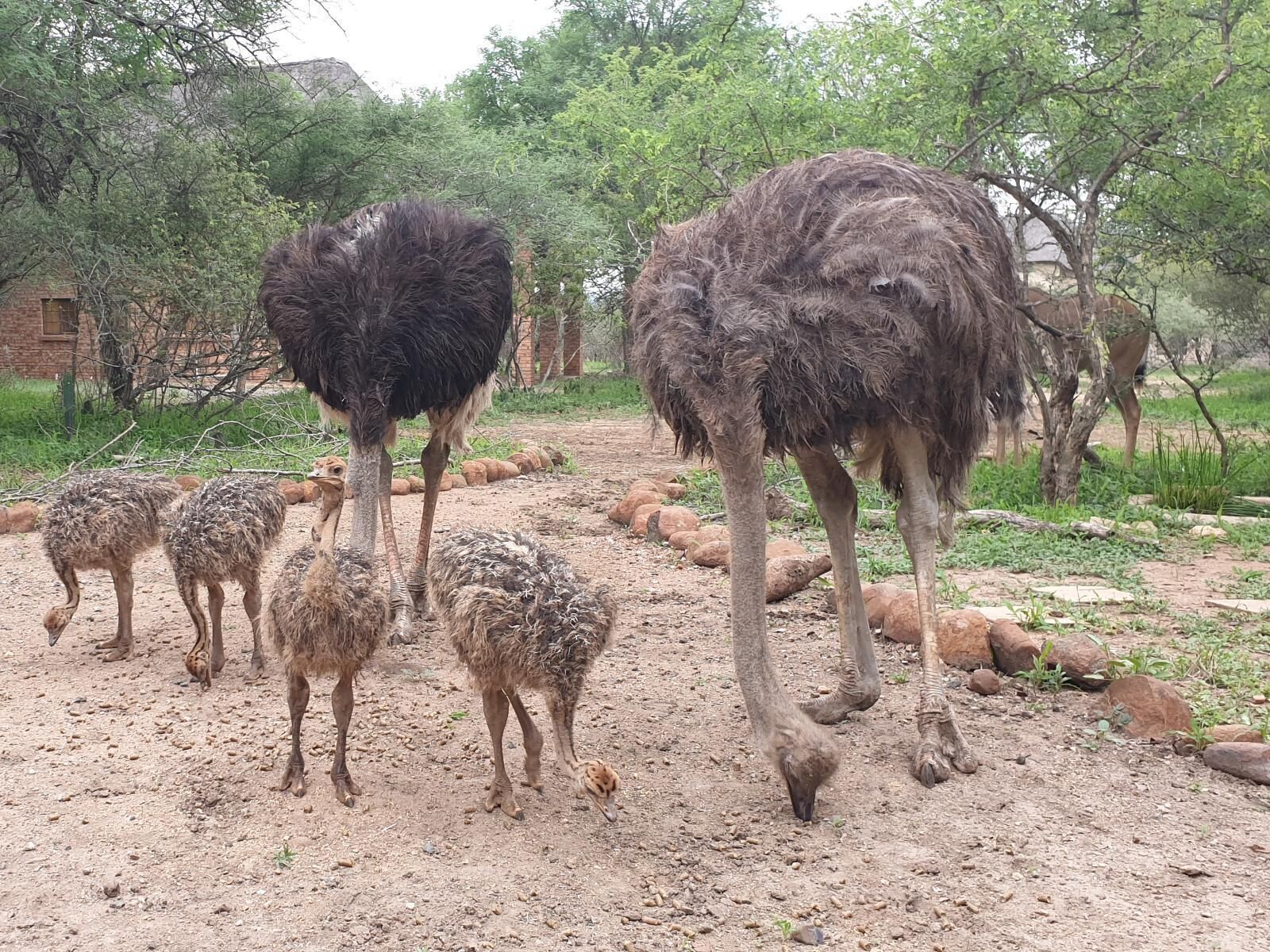 Kudus Crest Bush Retreat