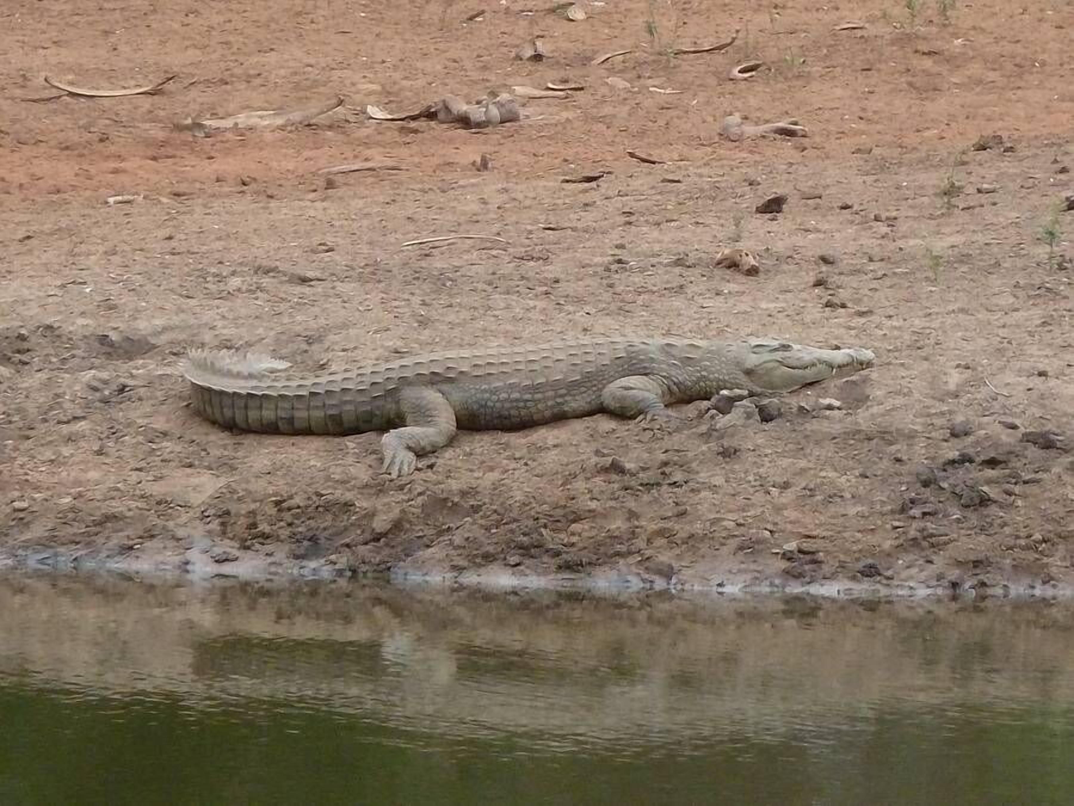 Kudus Crest Bush Retreat