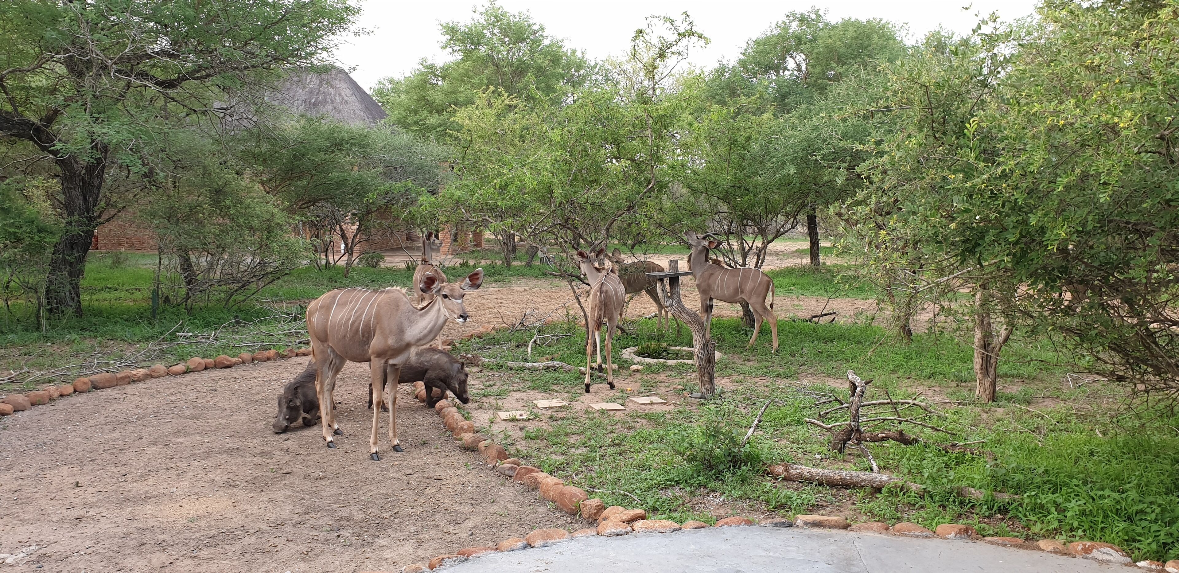Kudus Crest Bush Retreat