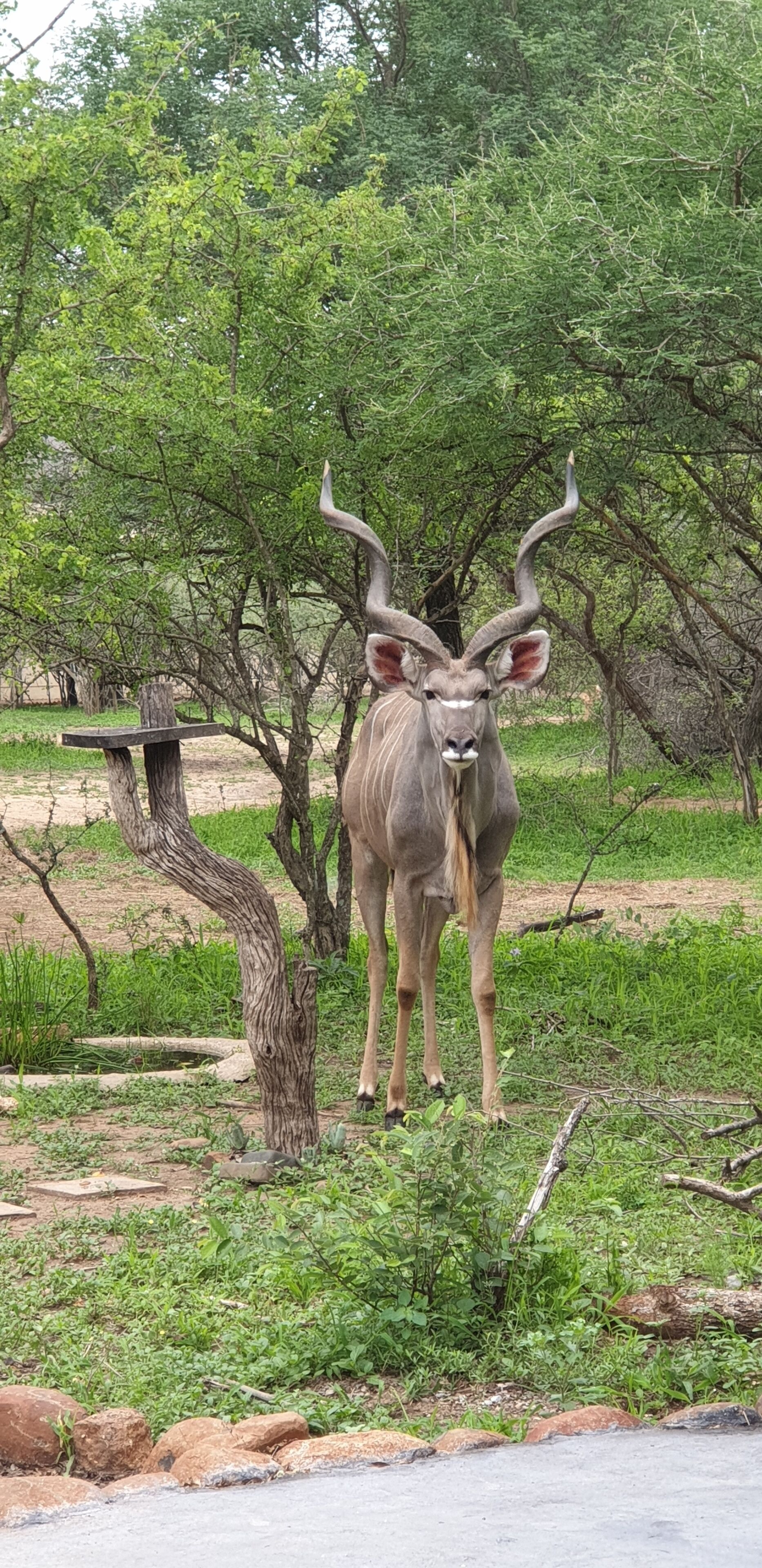 Kudus Crest Bush Retreat