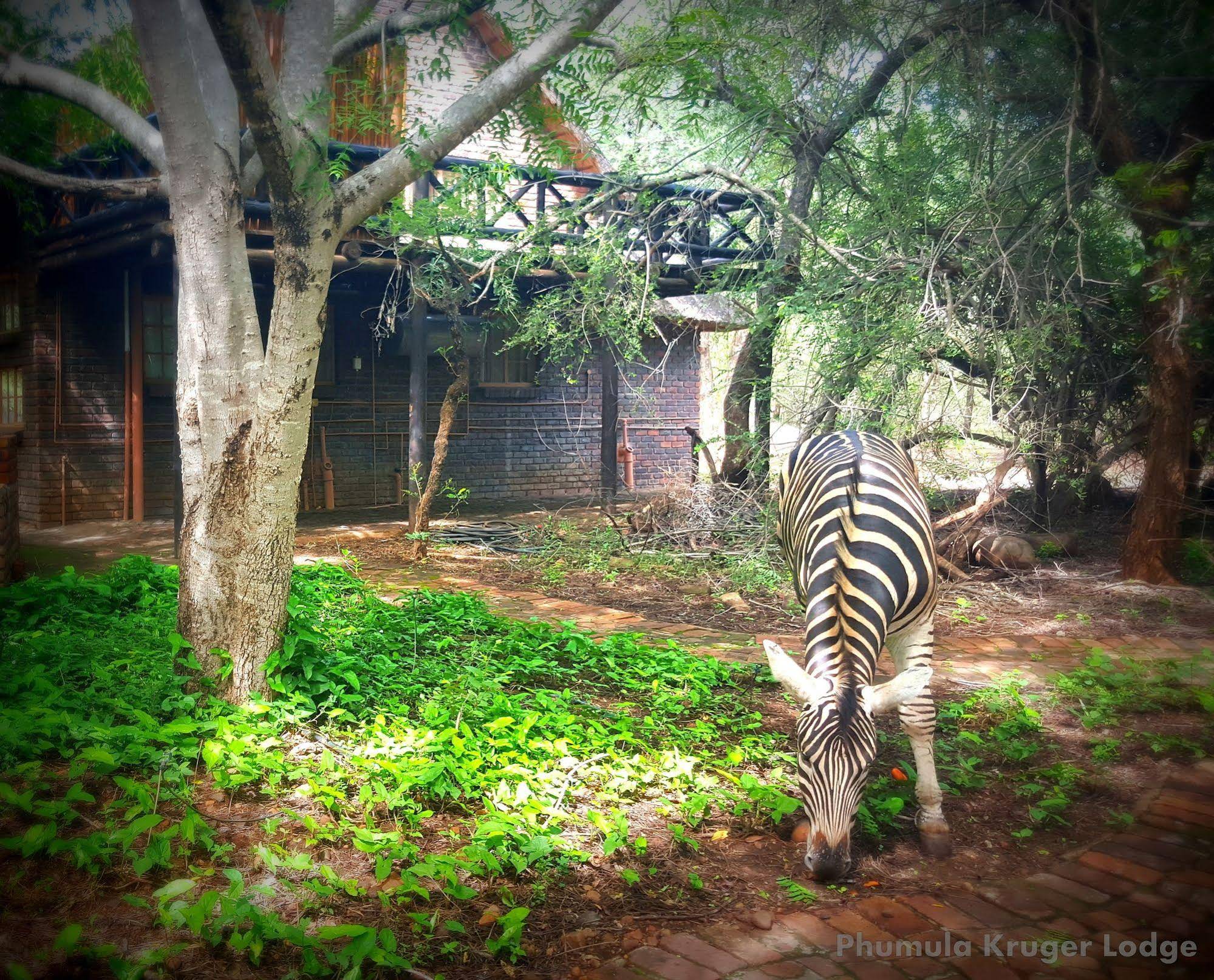 Phumula Kruger Lodge And Safaris