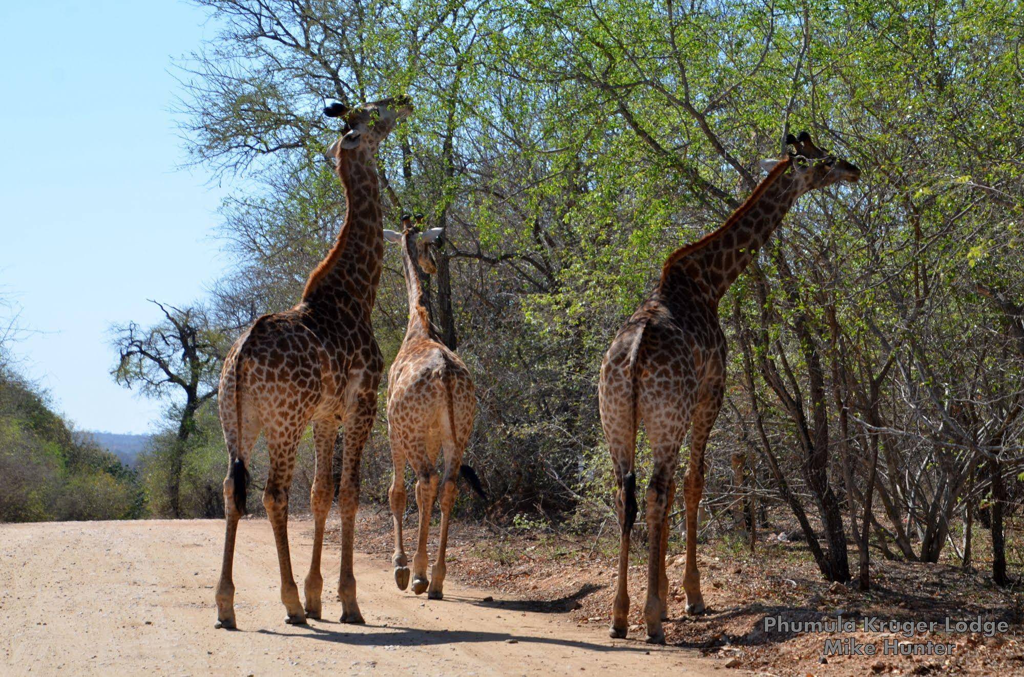 Phumula Kruger Lodge And Safaris