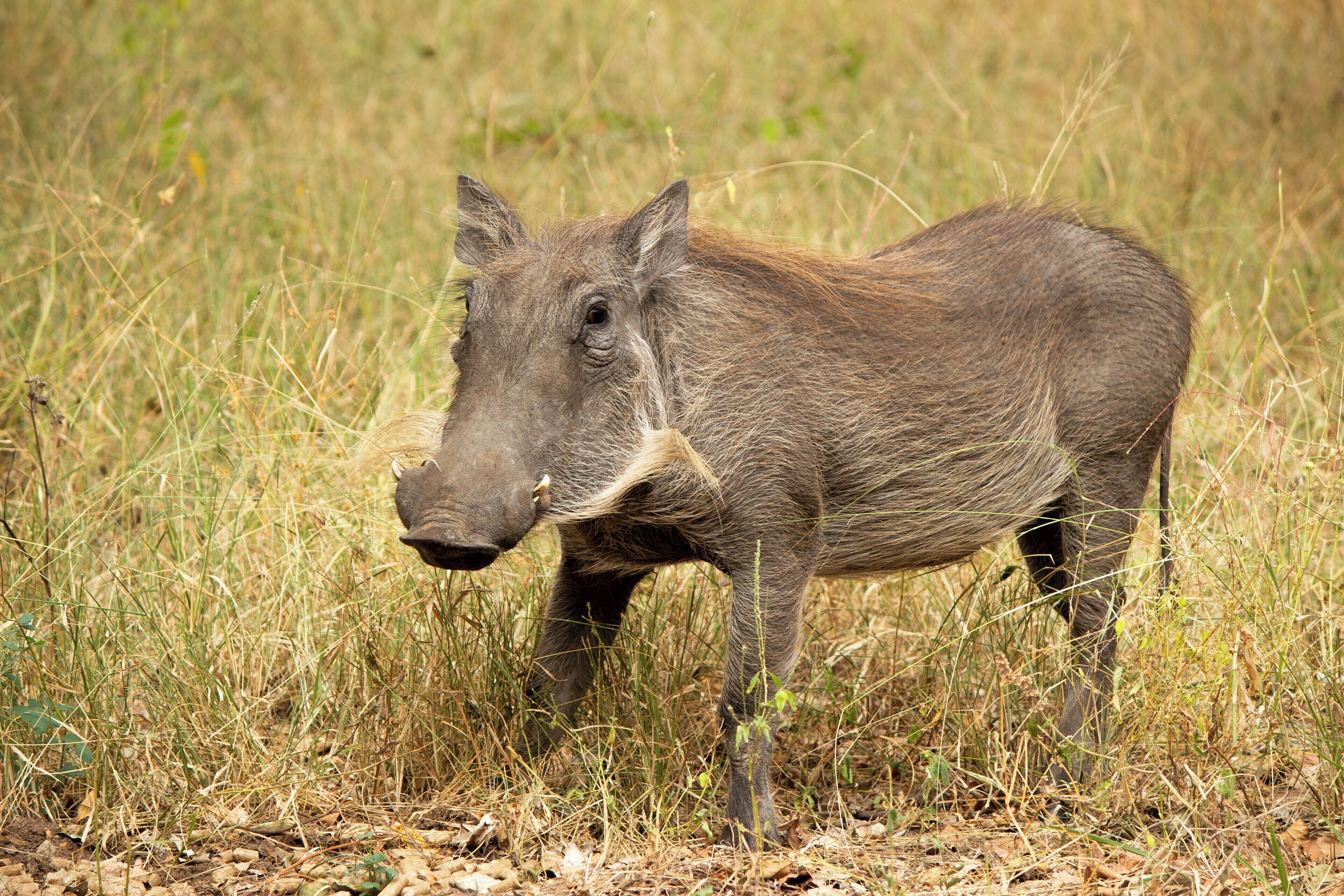 Singwe Private Safari Lodge