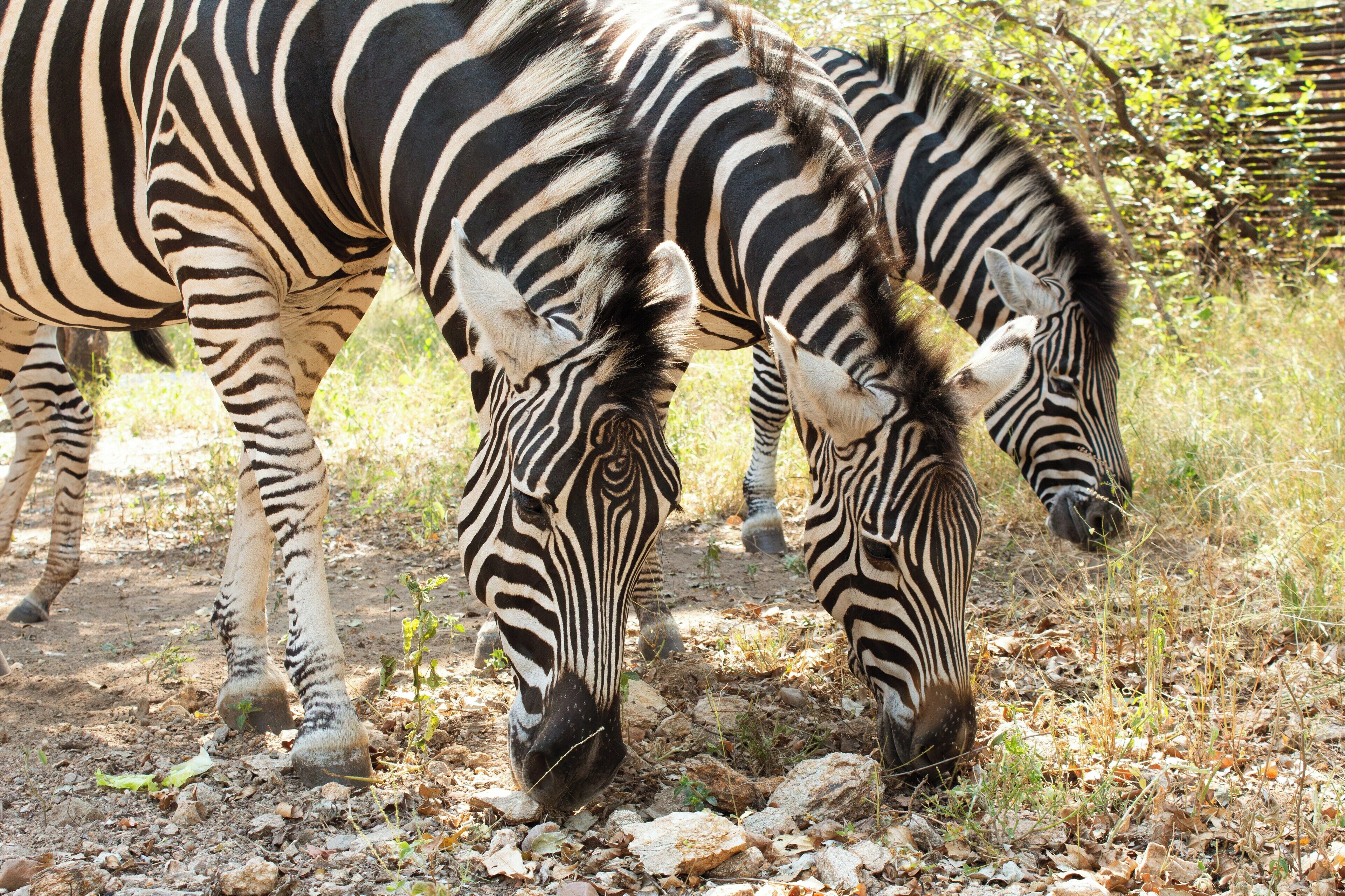 Singwe Private Safari Lodge