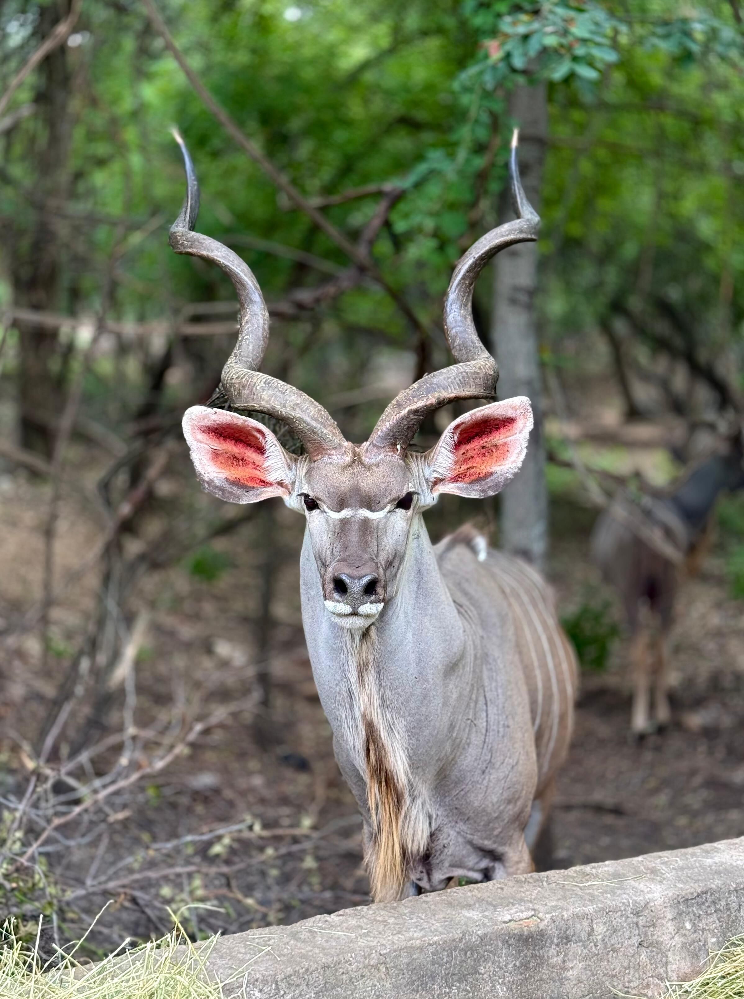 Singwe Private Safari Lodge