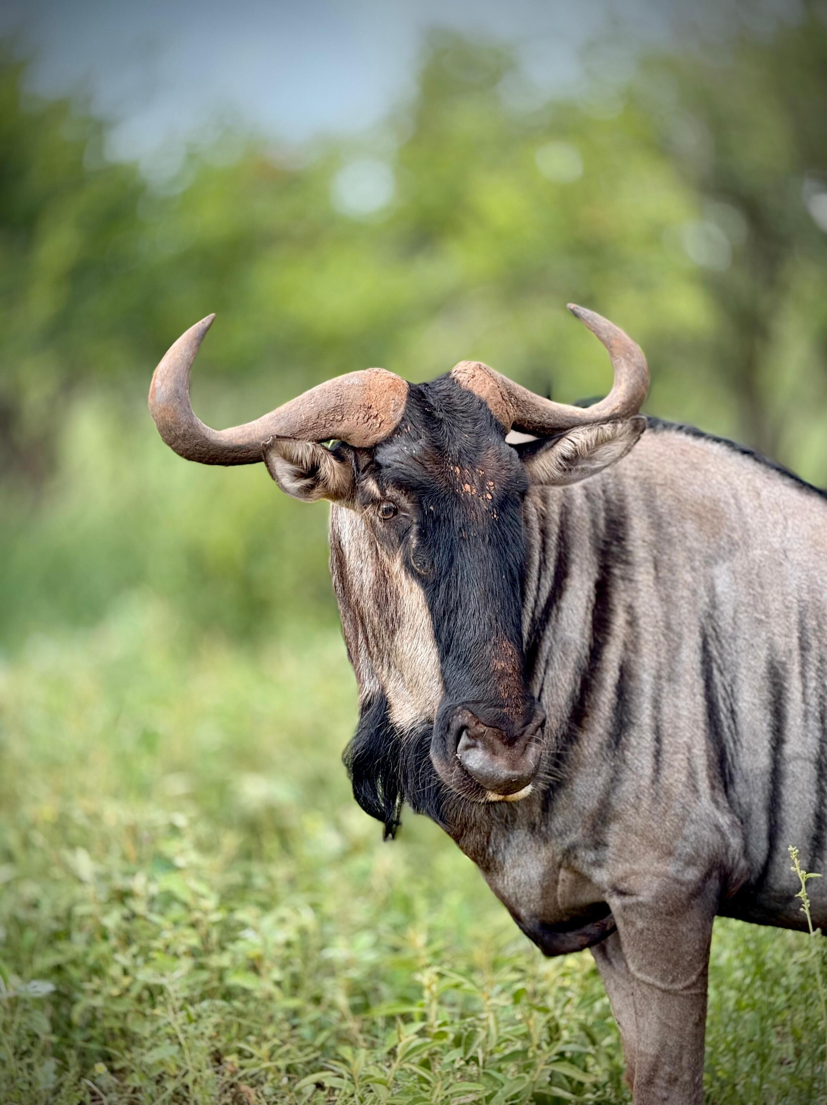 Singwe Private Safari Lodge