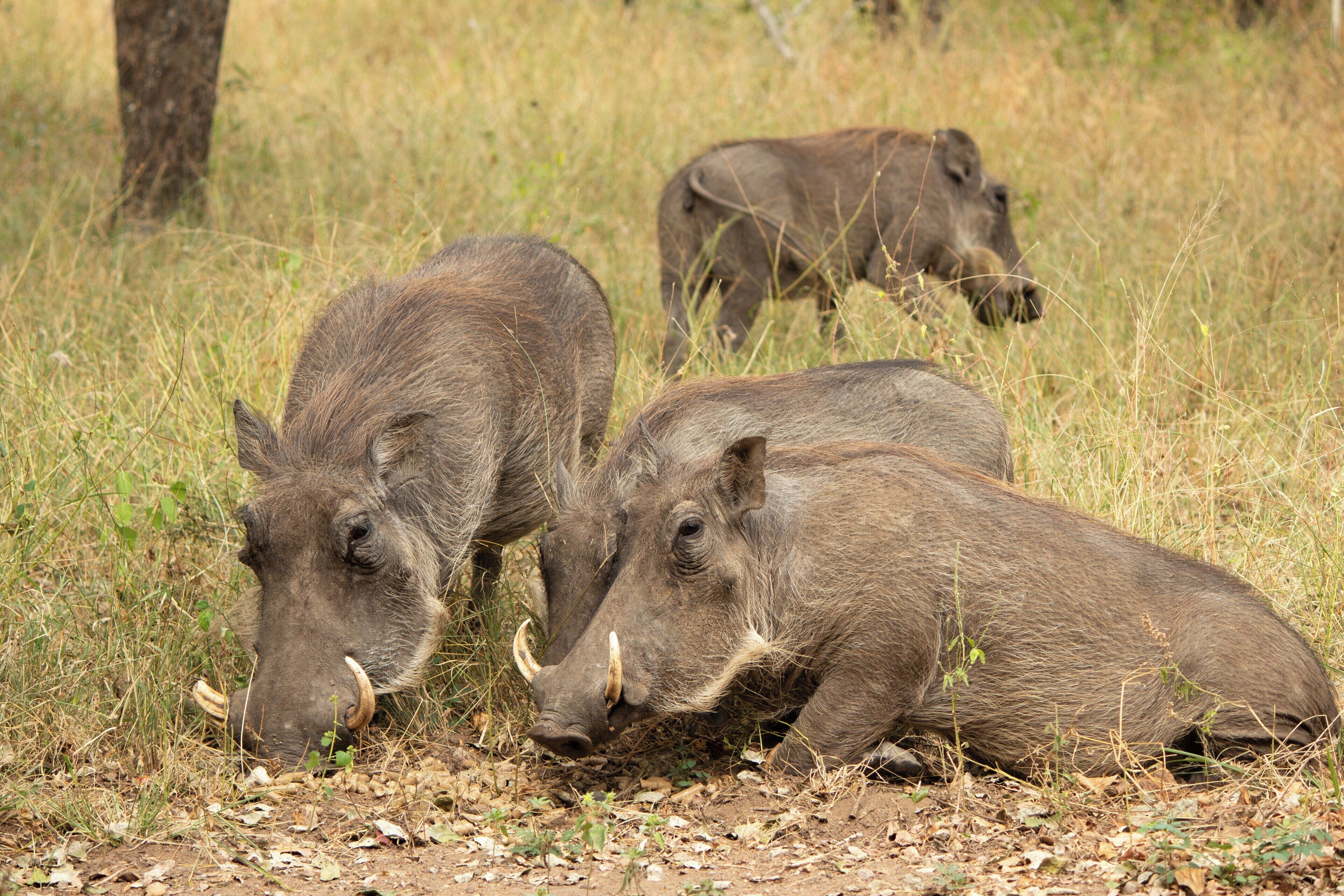 Singwe Private Safari Lodge