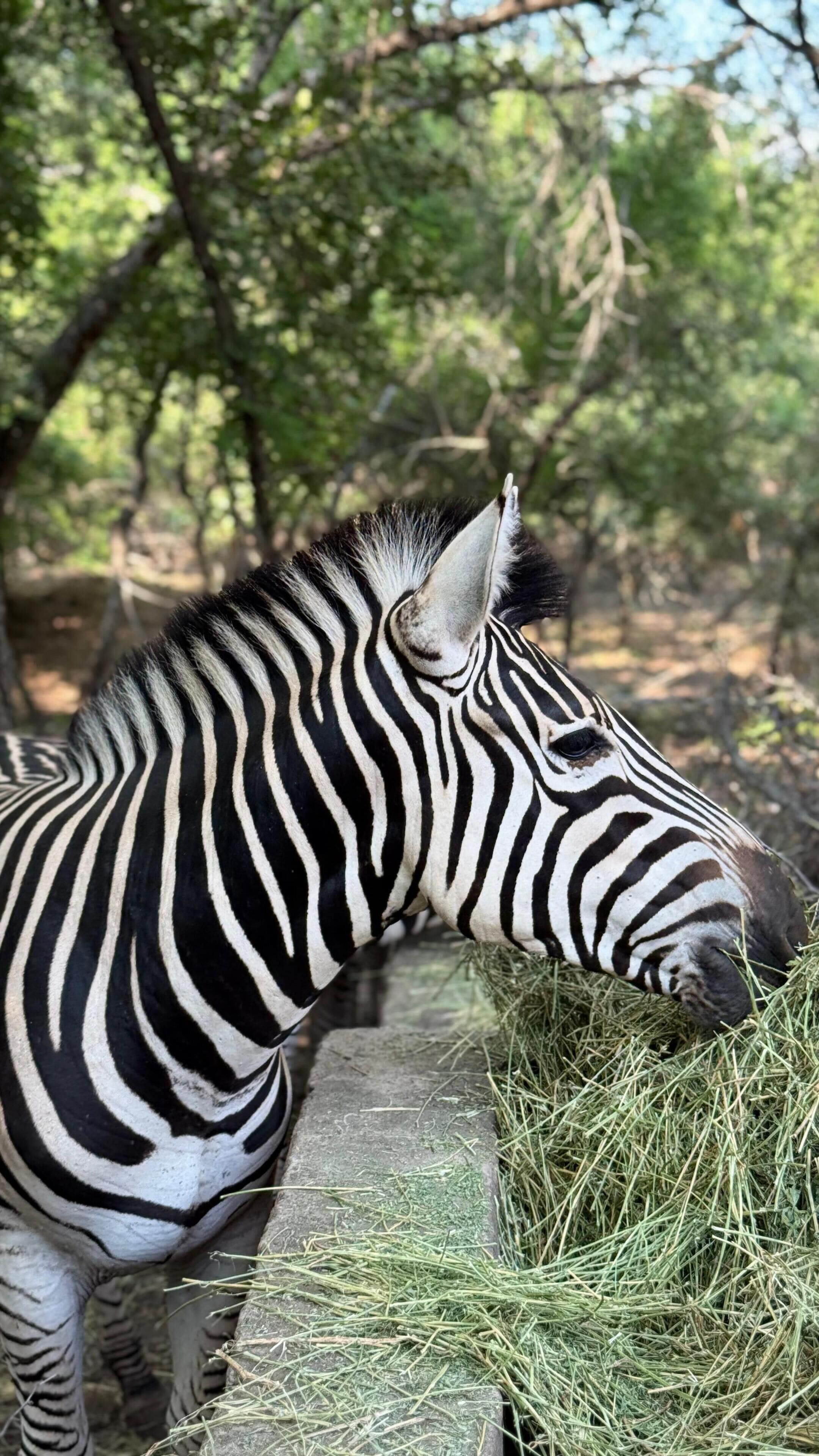 Singwe Private Safari Lodge