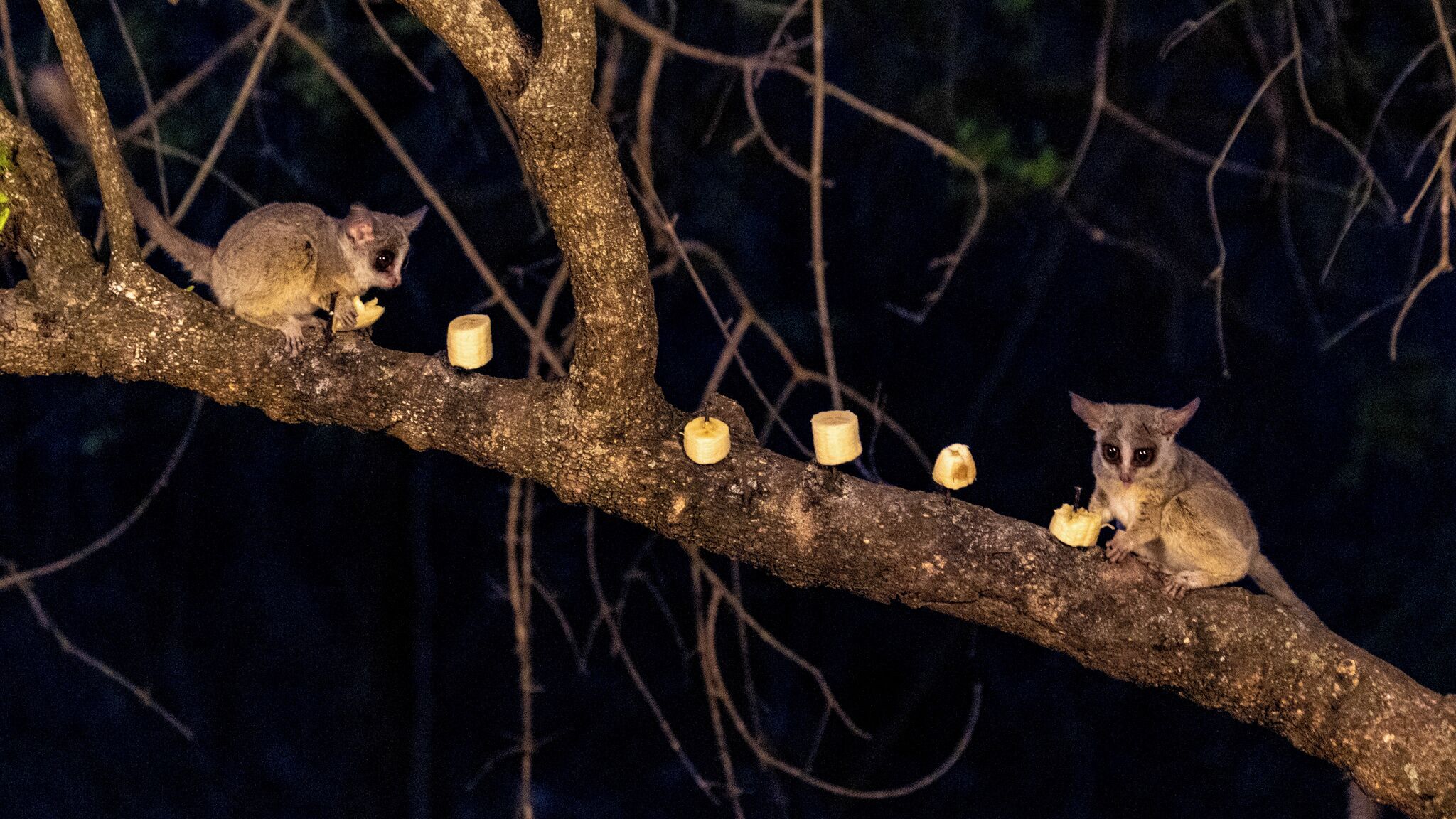 Singwe Private Safari Lodge