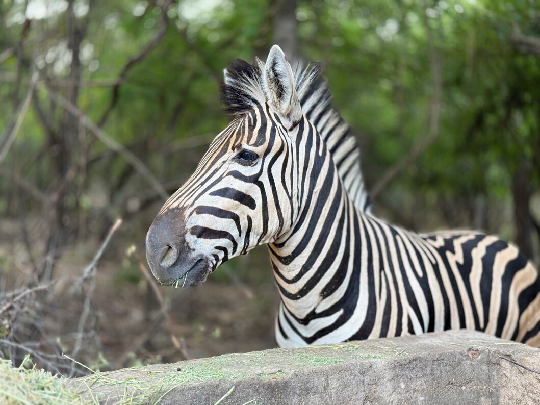 Singwe Private Safari Lodge