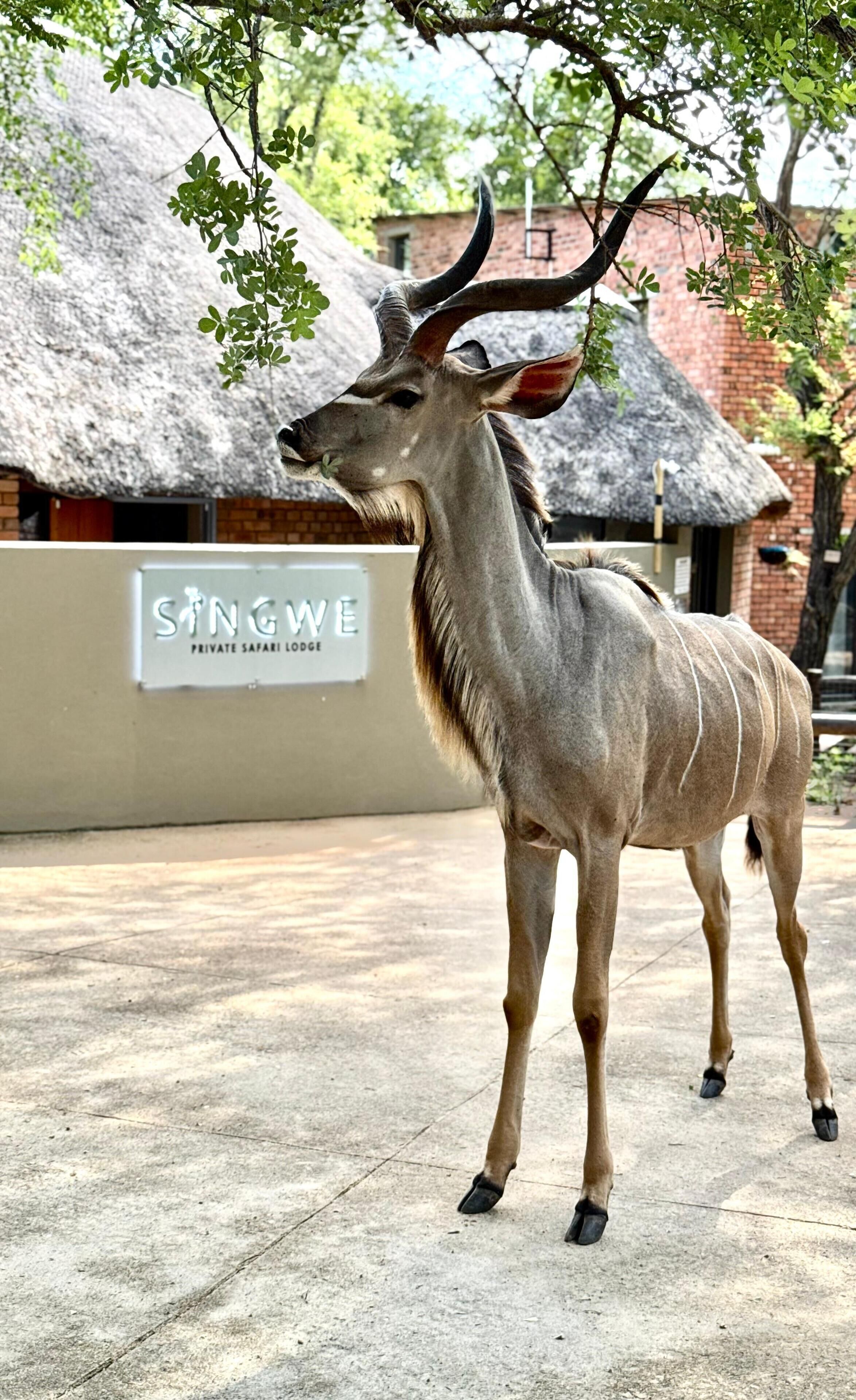 Singwe Private Safari Lodge