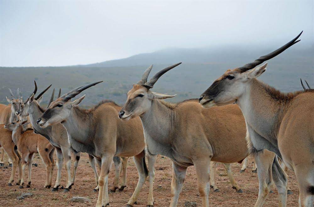 African Game Lodge
