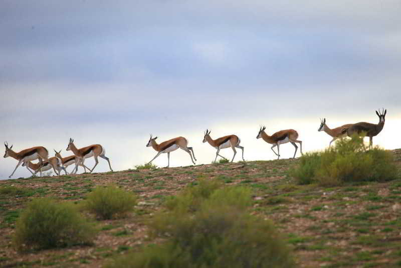 Madi Madi Karoo Safari Lodge