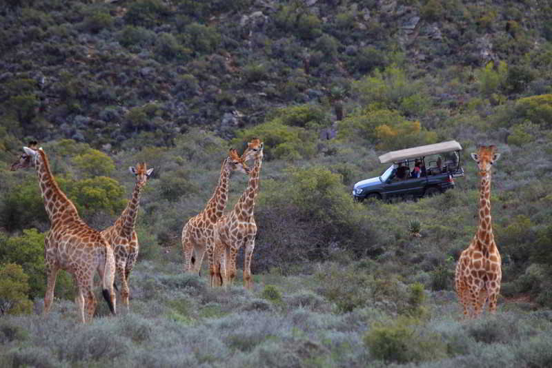 Madi Madi Karoo Safari Lodge