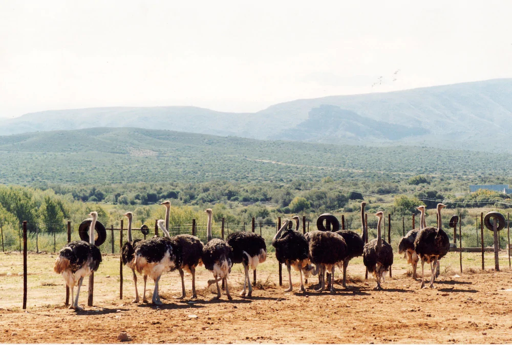 Rietfontein Ostrich Palace