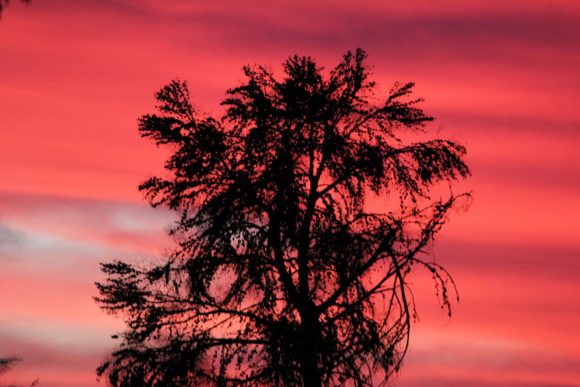 The Gumtree Guesthouse