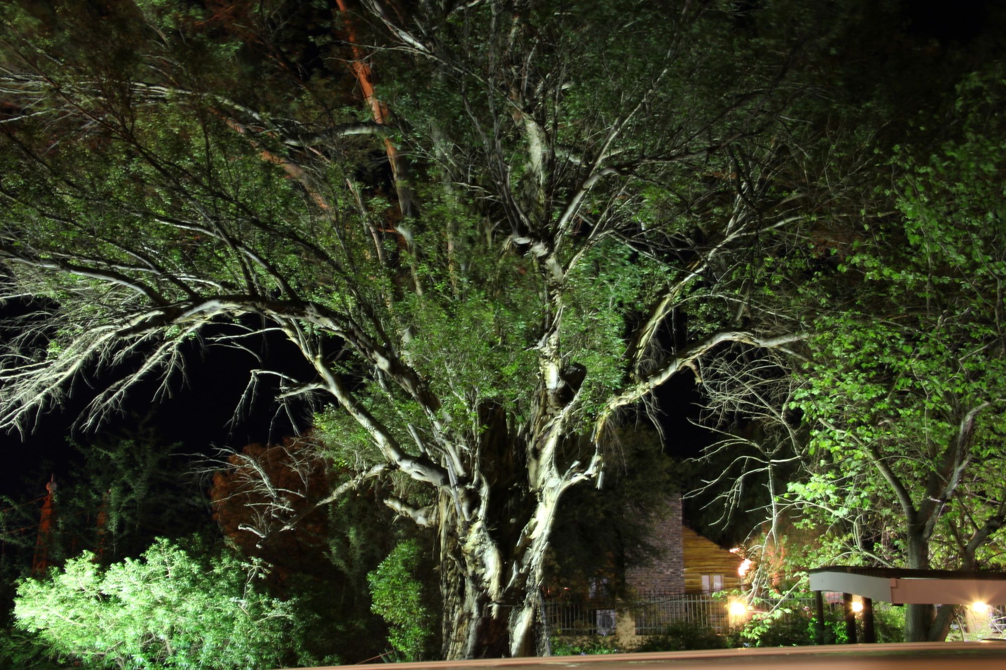 The Gumtree Guesthouse