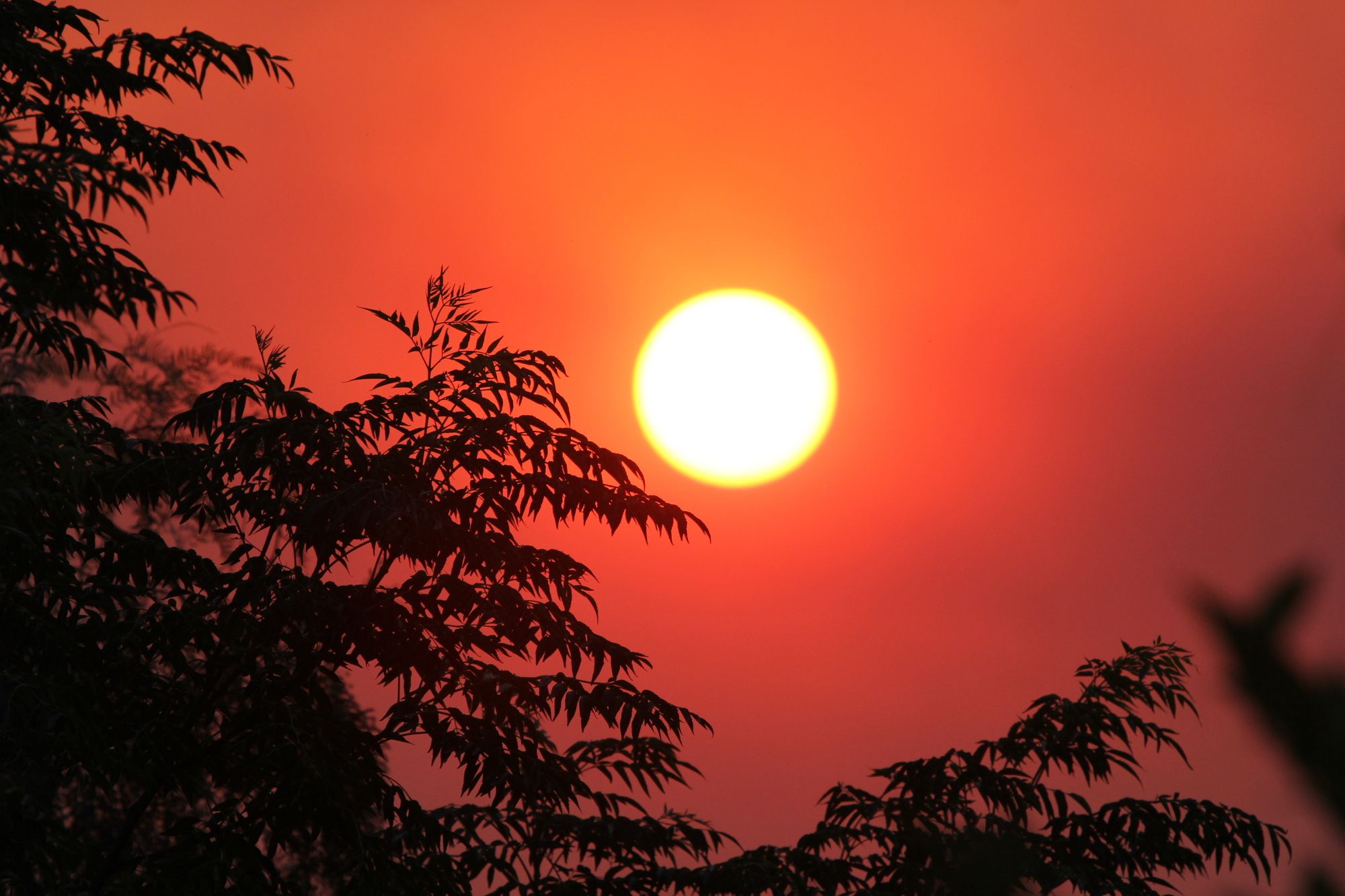 The Gumtree Guesthouse