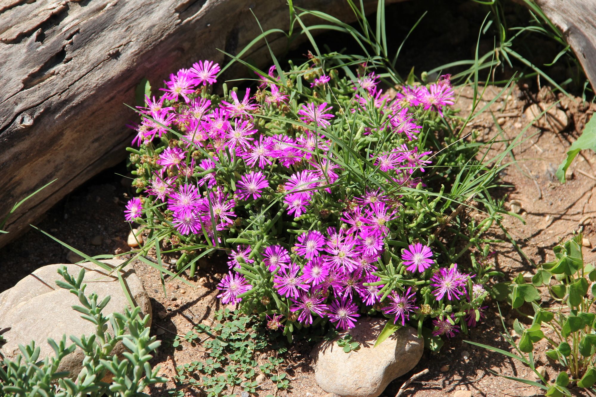 The Gumtree Guesthouse