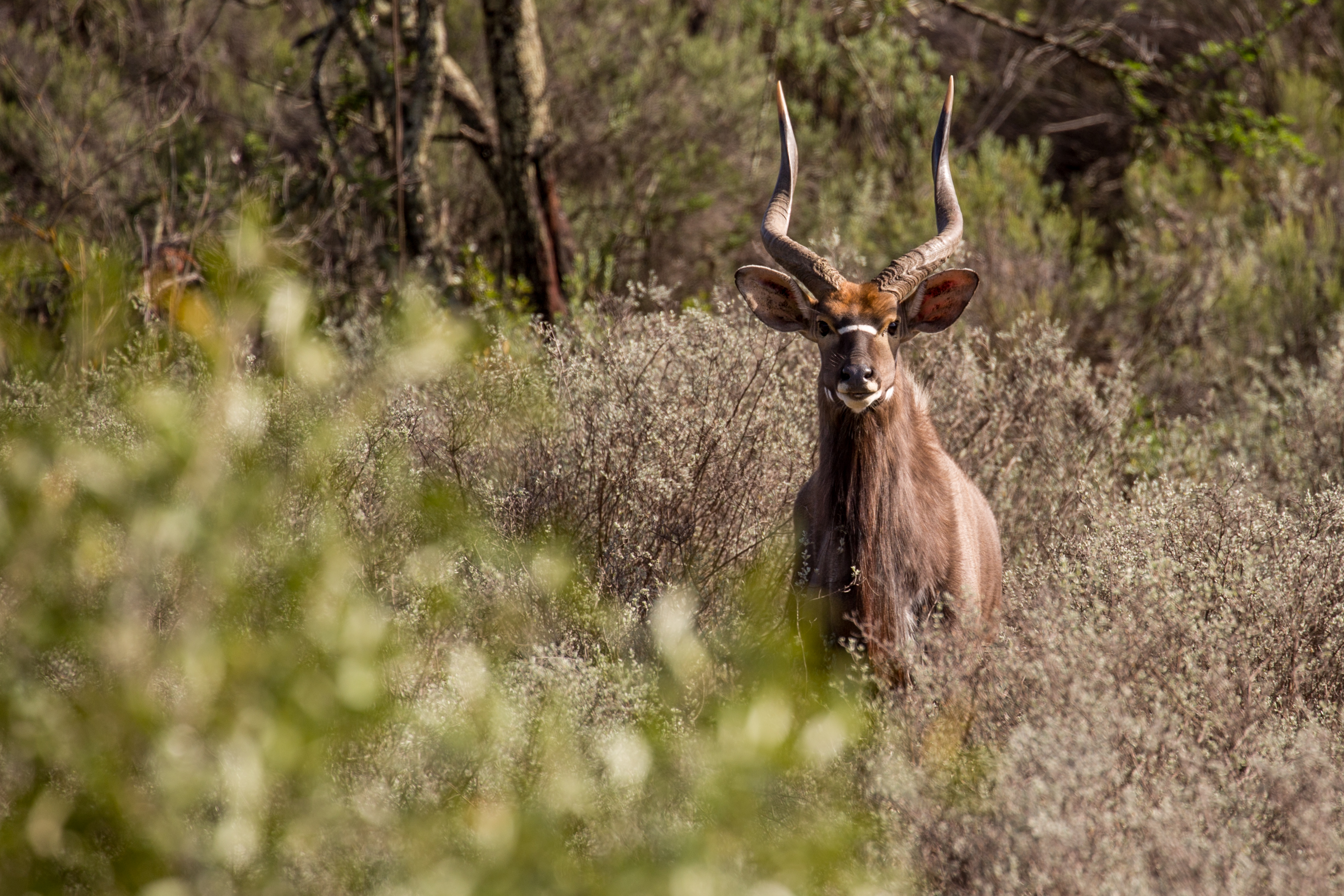 Wildehondekloof