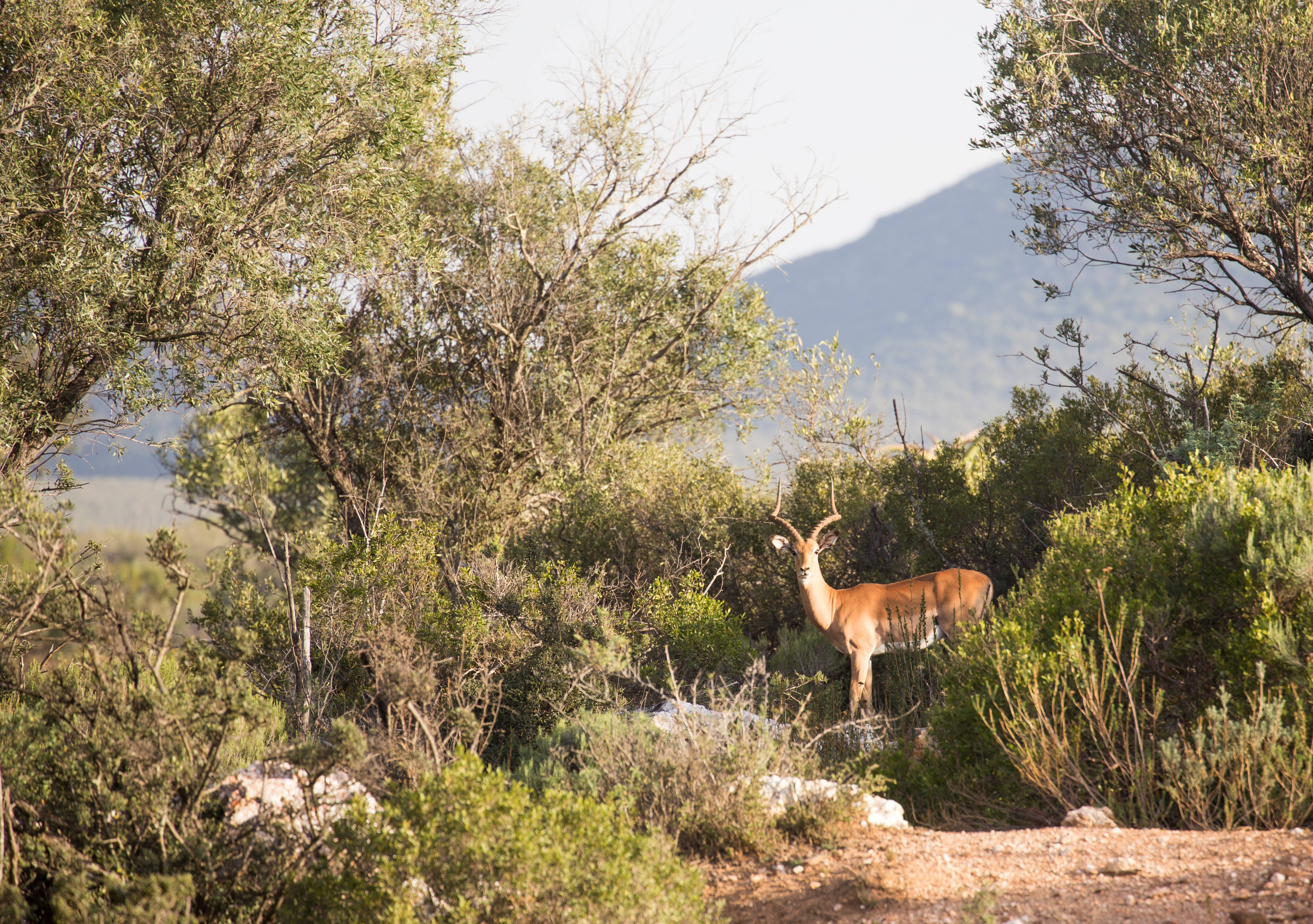 Wildehondekloof