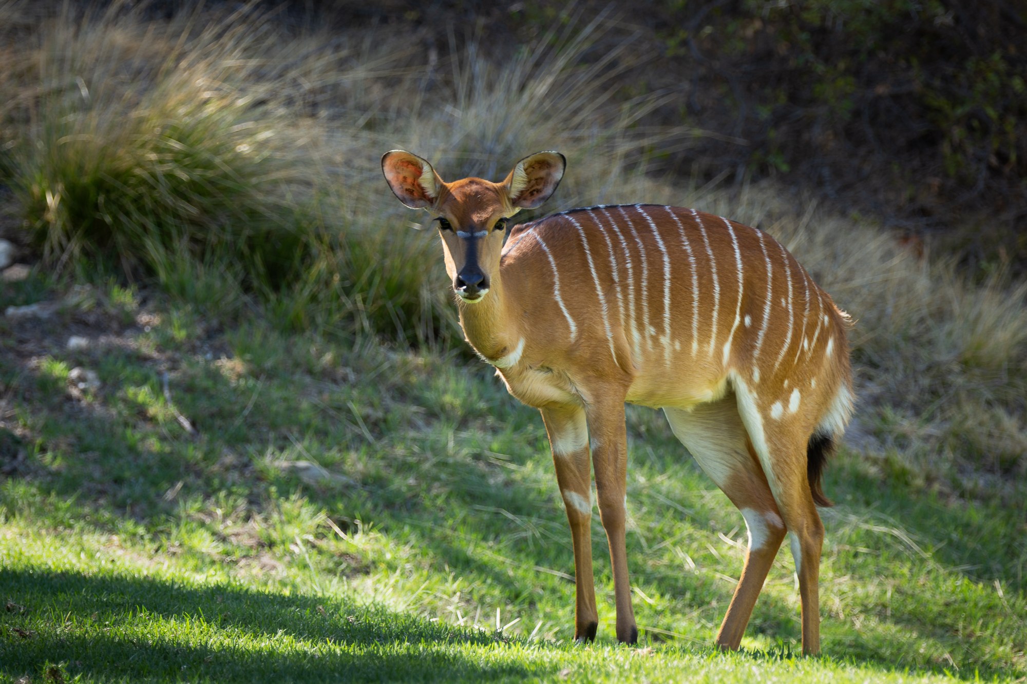 Wildehondekloof