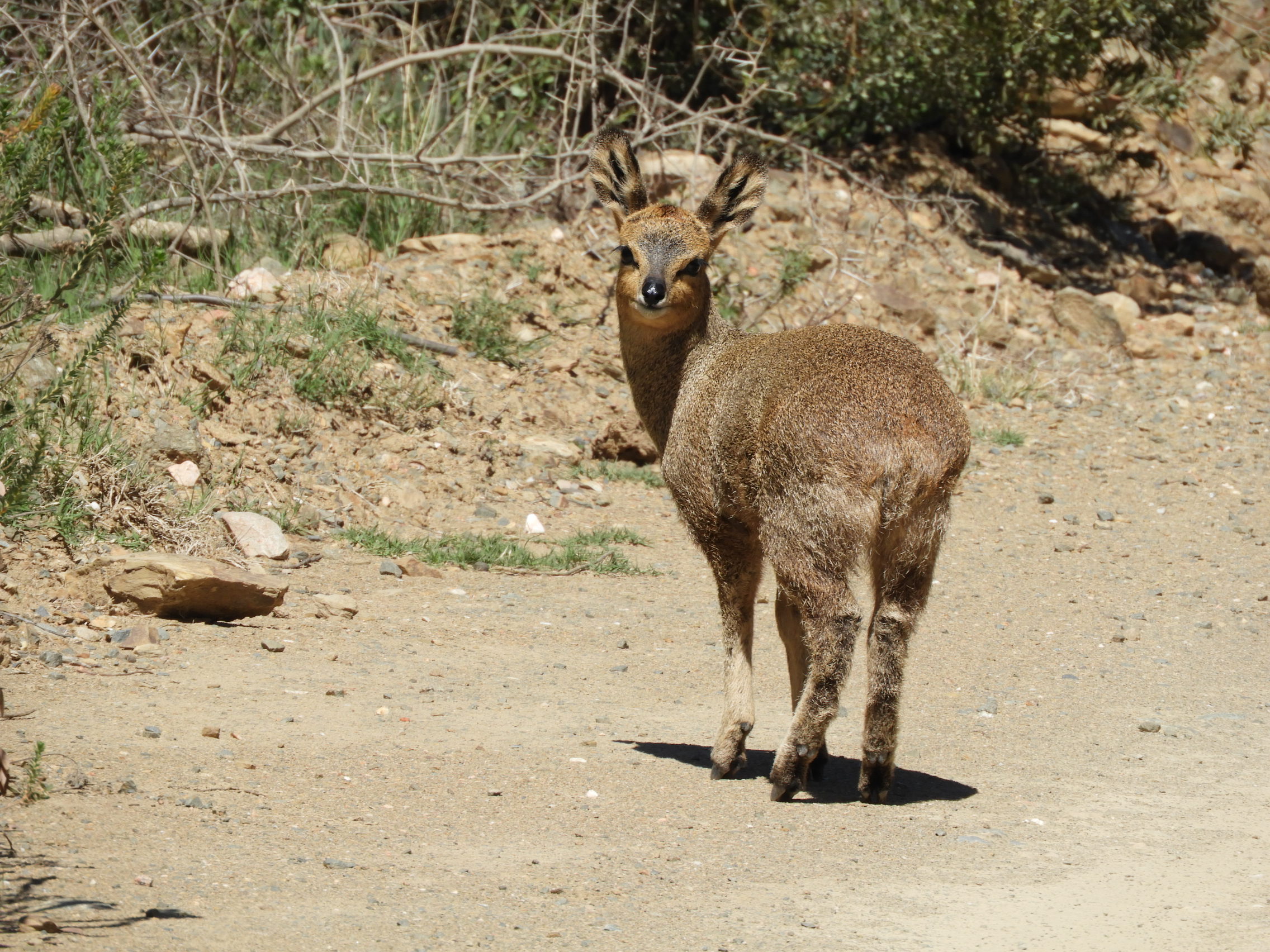 Wildehondekloof