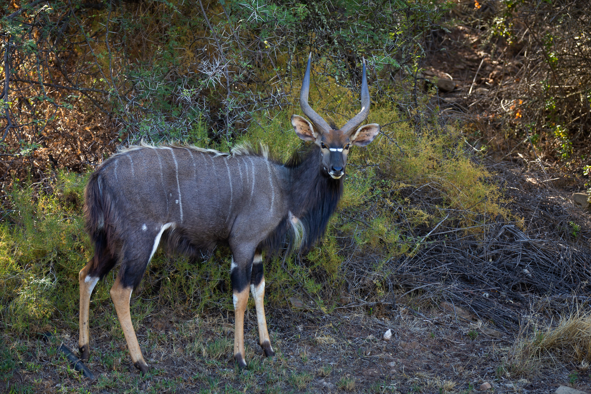 Wildehondekloof