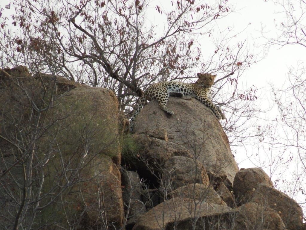 Balule Bushveld Safari Lodge