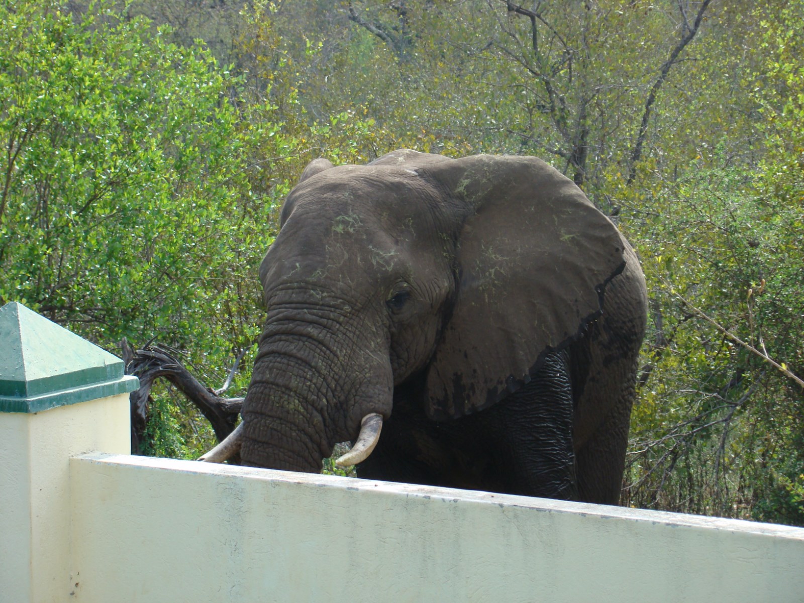 Muweti Bush Lodge