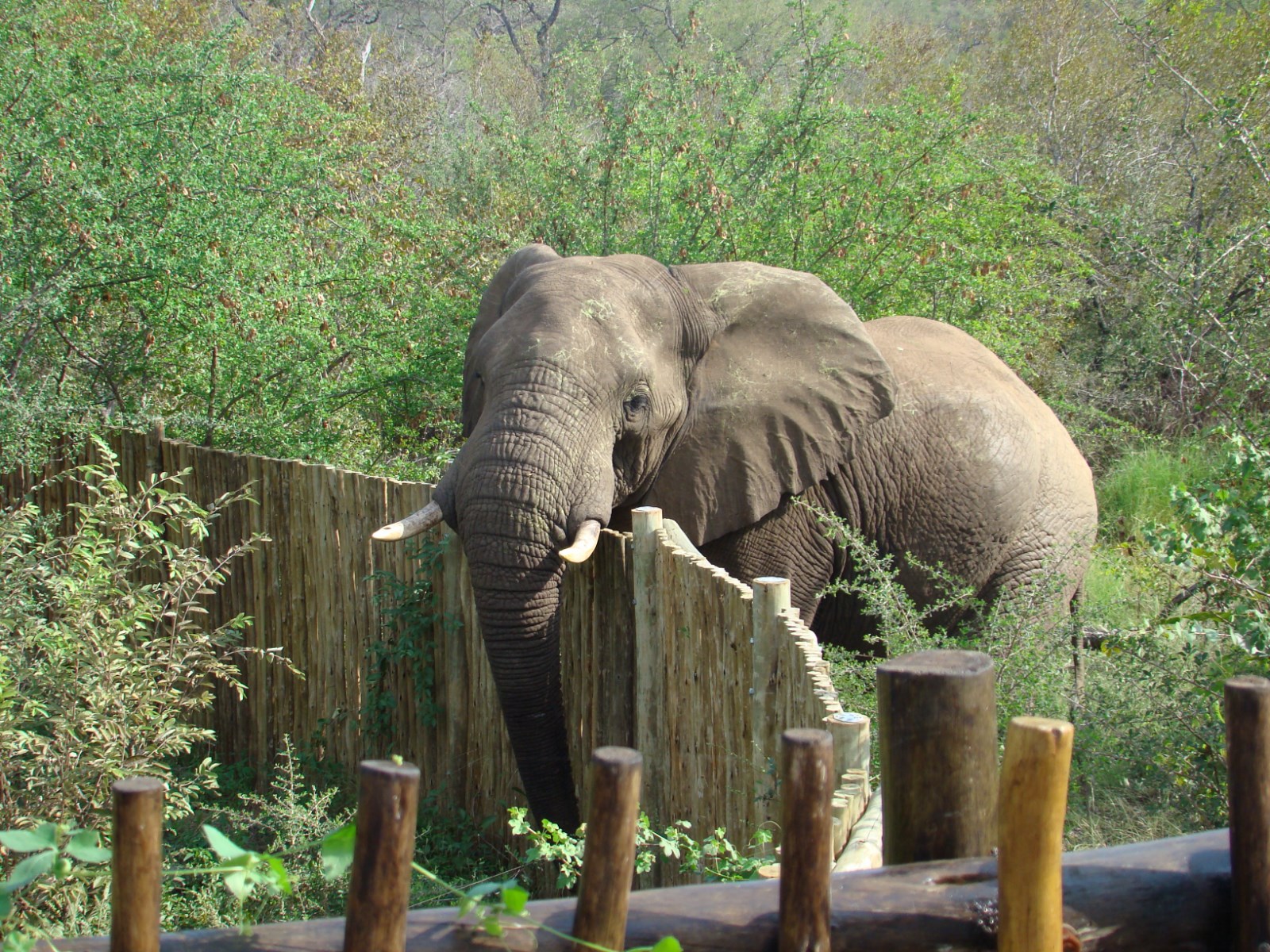 Muweti Bush Lodge