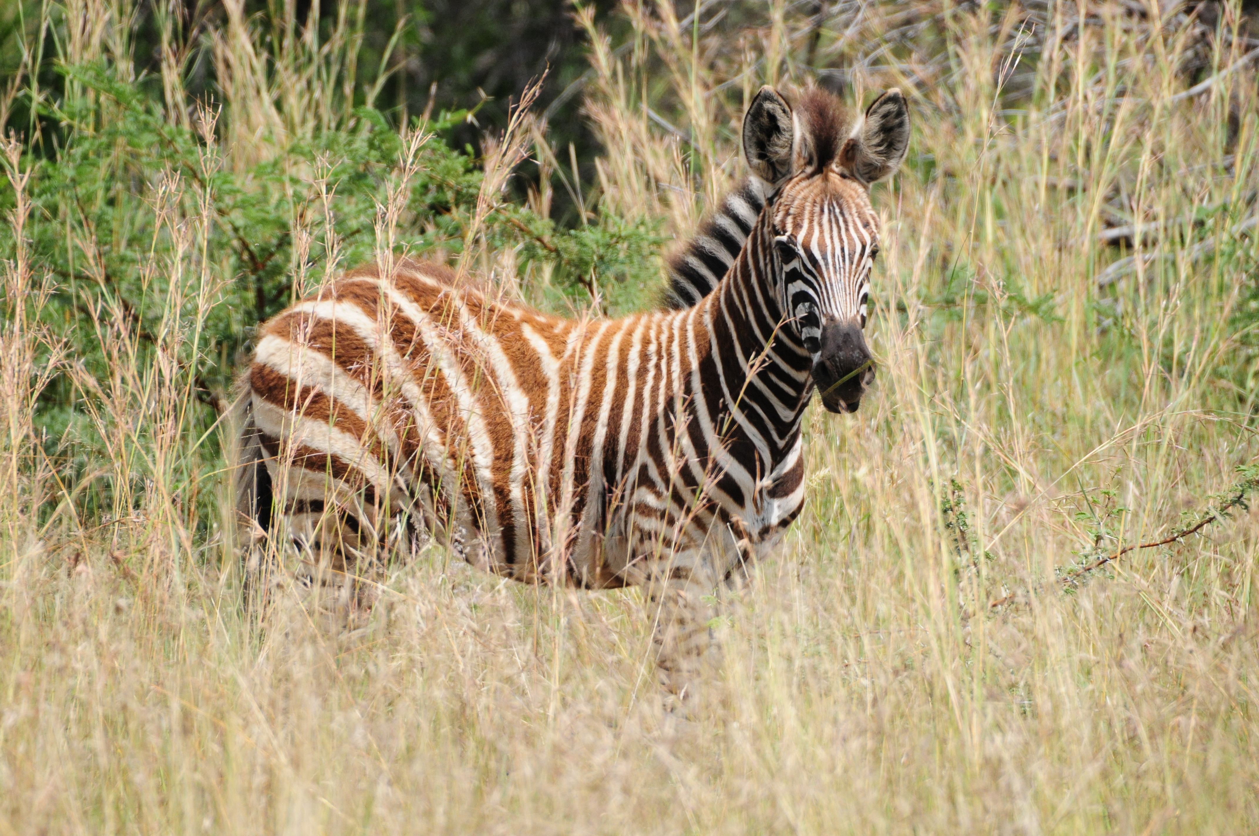 Morokolo Safari Lodge