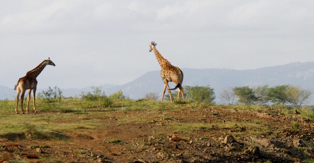 Shayamoya Lodge