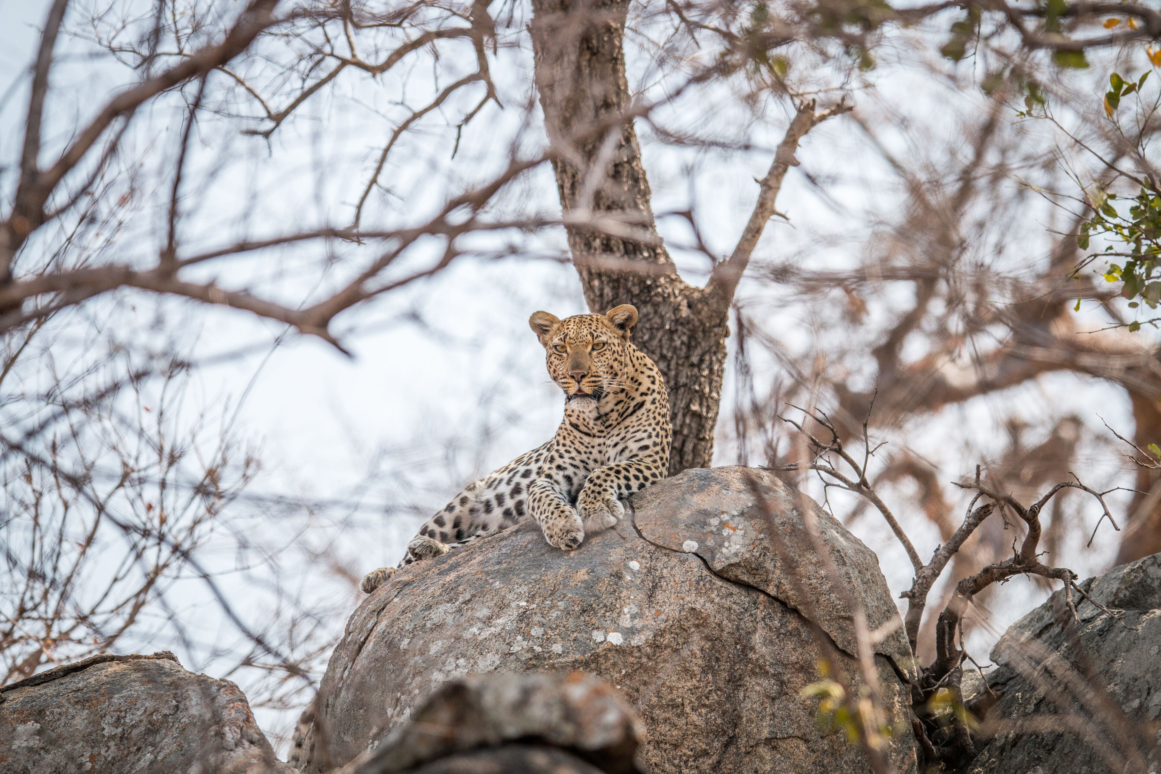 Laluka Safari Lodge