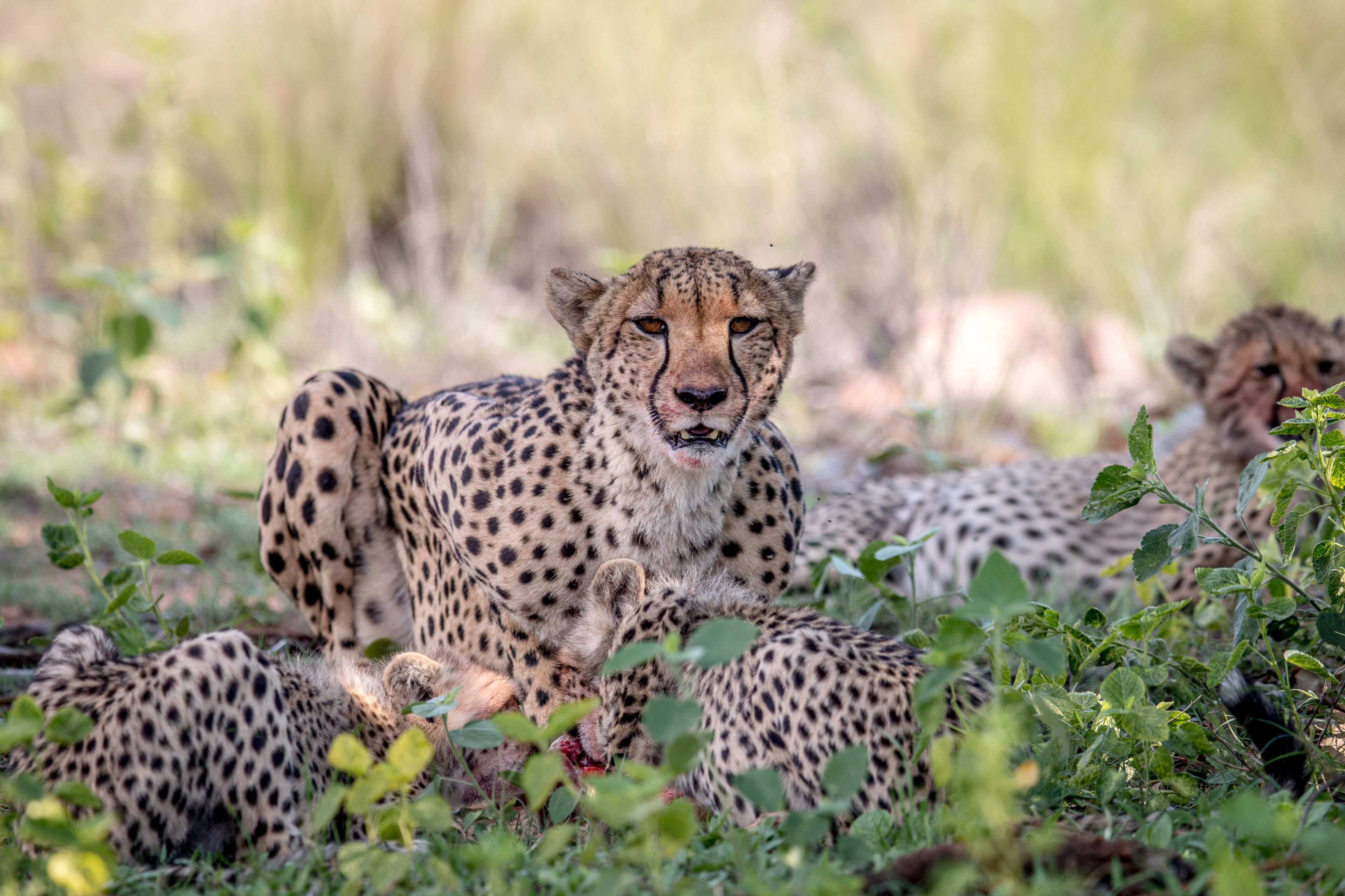 Laluka Safari Lodge