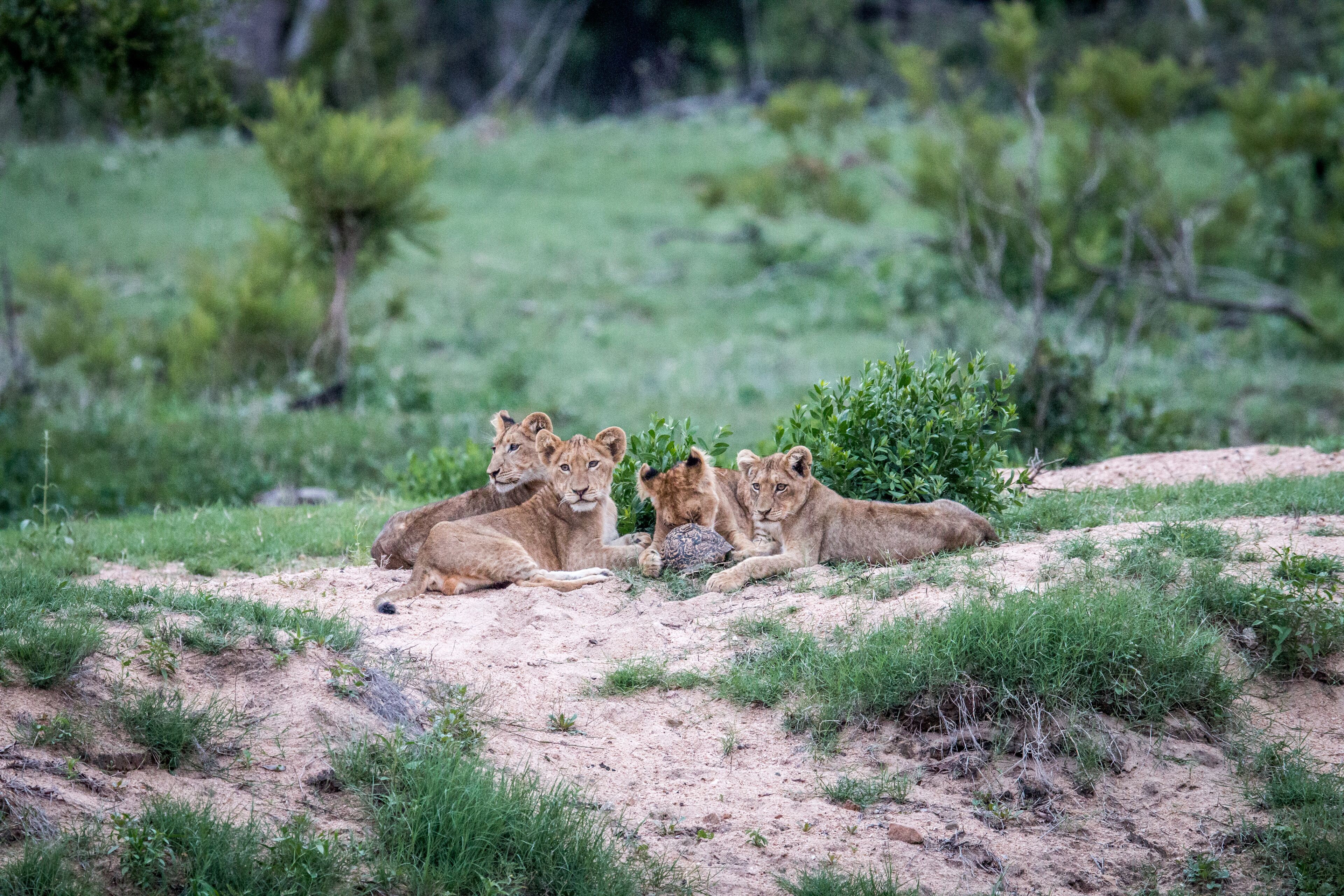 Laluka Safari Lodge