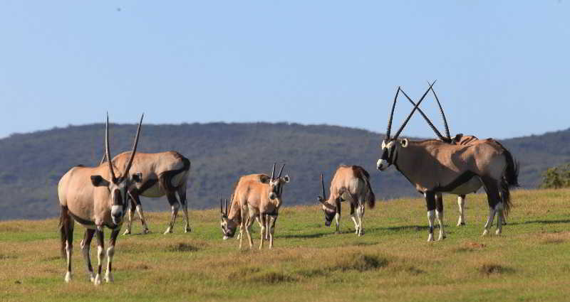 Garden Route Game Lodge