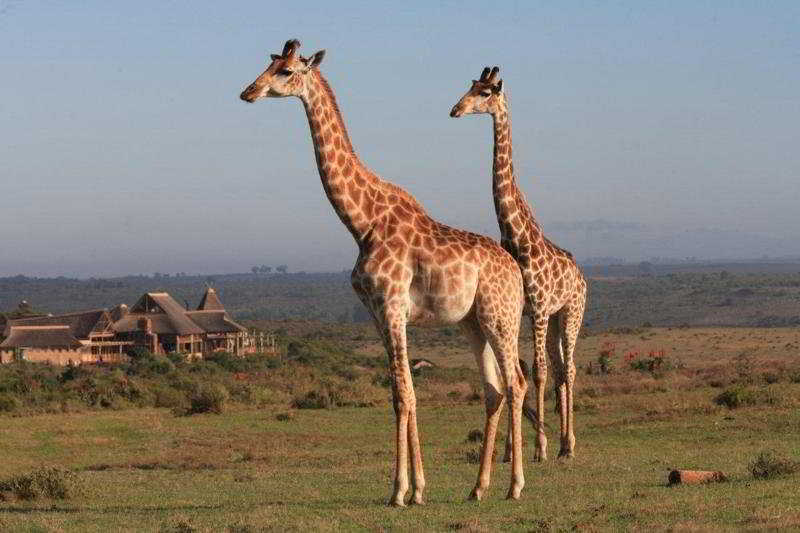 Garden Route Game Lodge