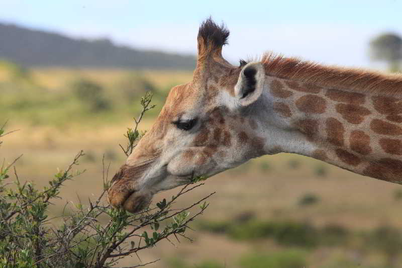 Garden Route Game Lodge