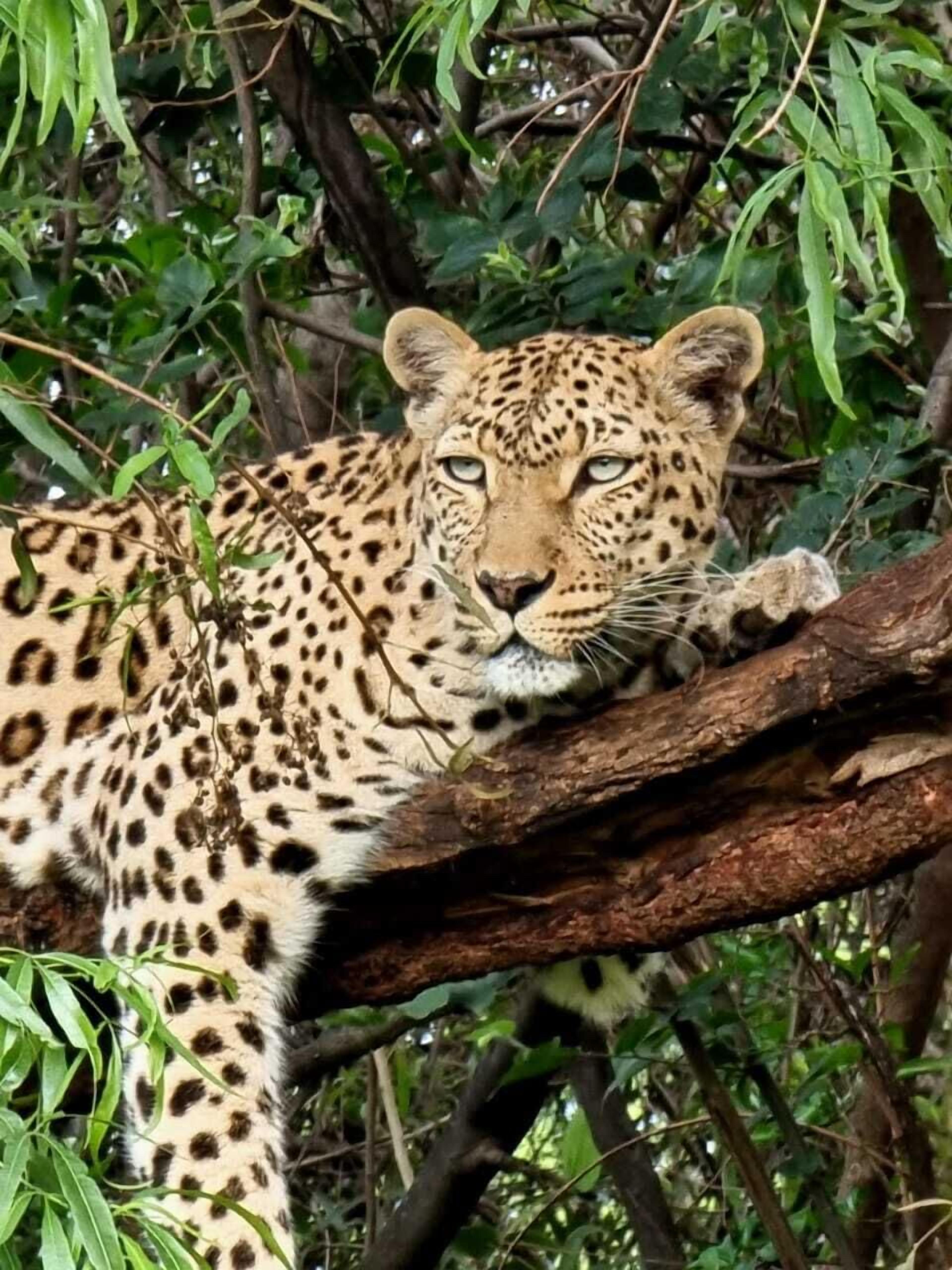 Glen Afric Country Lodge