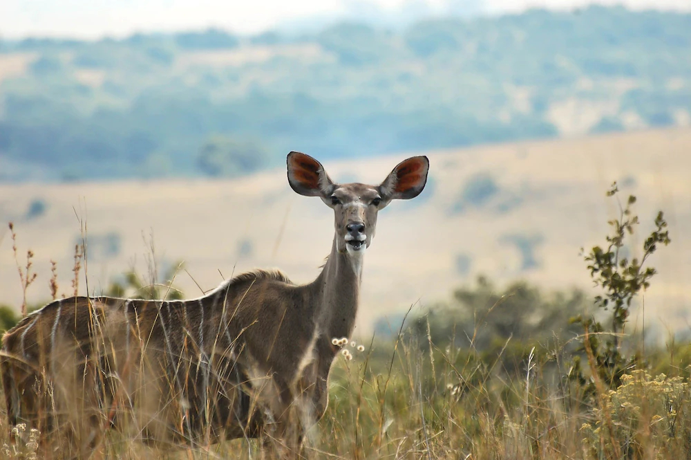 B'sorah Luxury Tented Camp