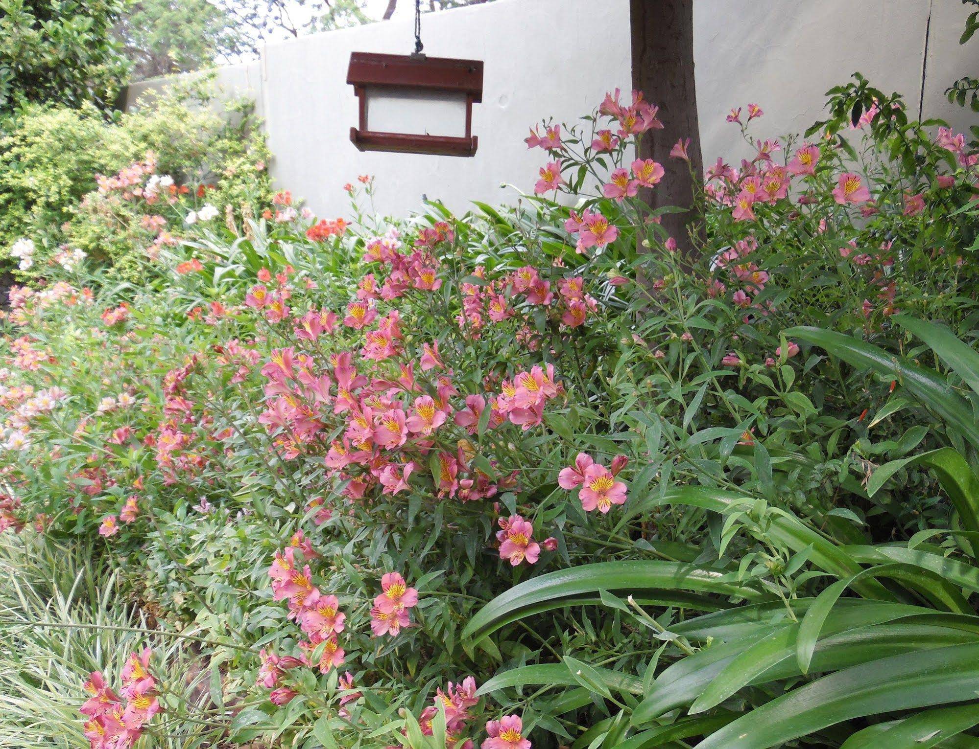 Blackheath Manor Guest House