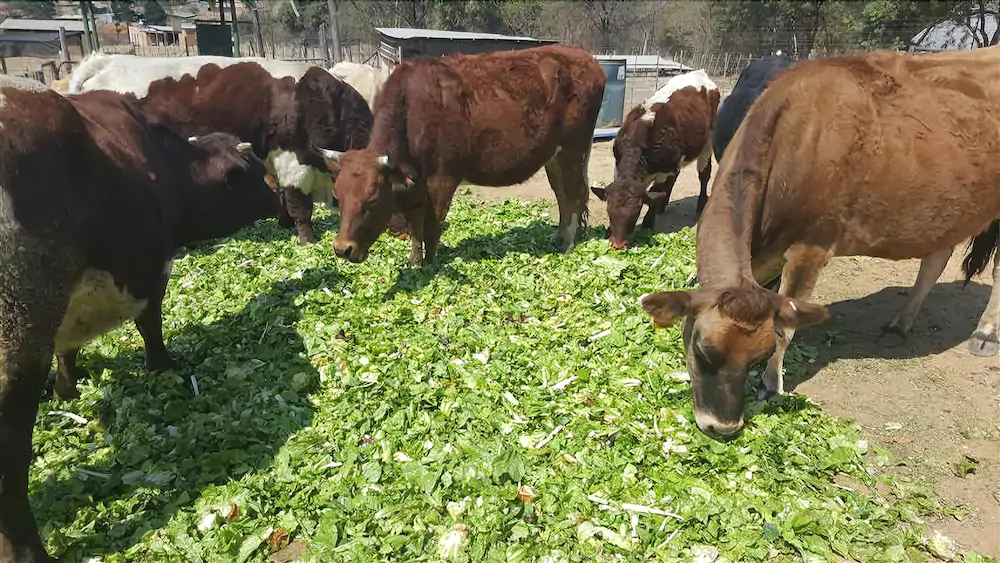 Offgrid Farm
