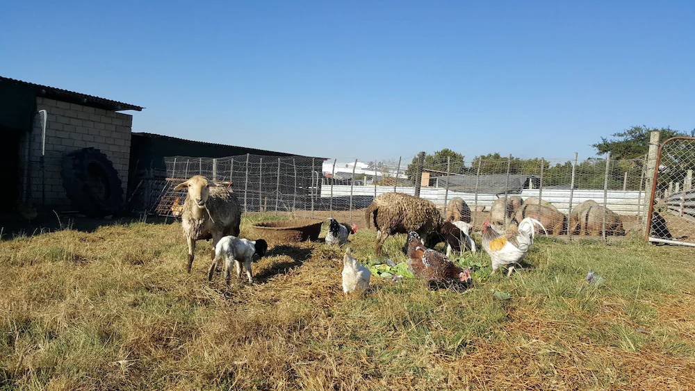 Offgrid Farm