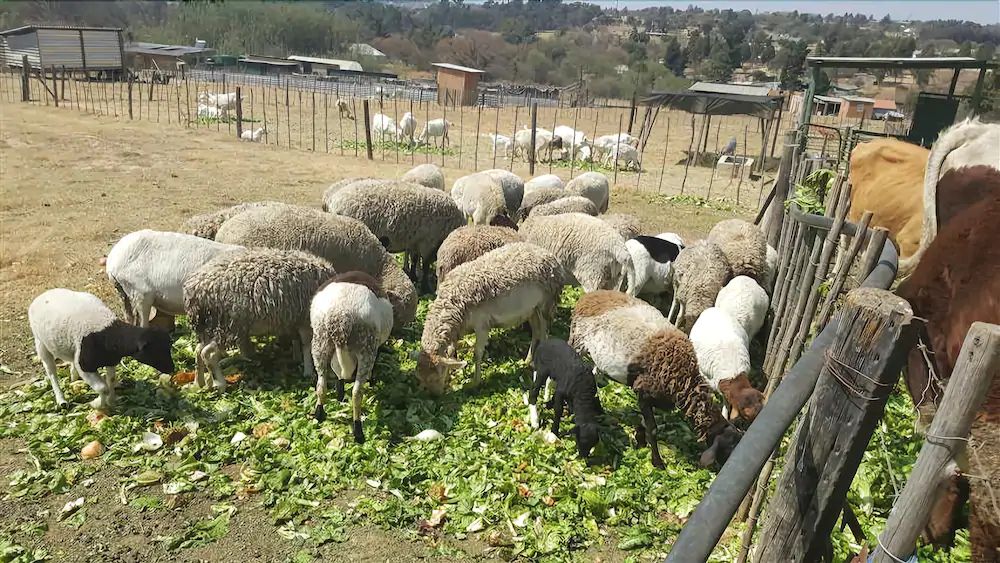 Offgrid Farm