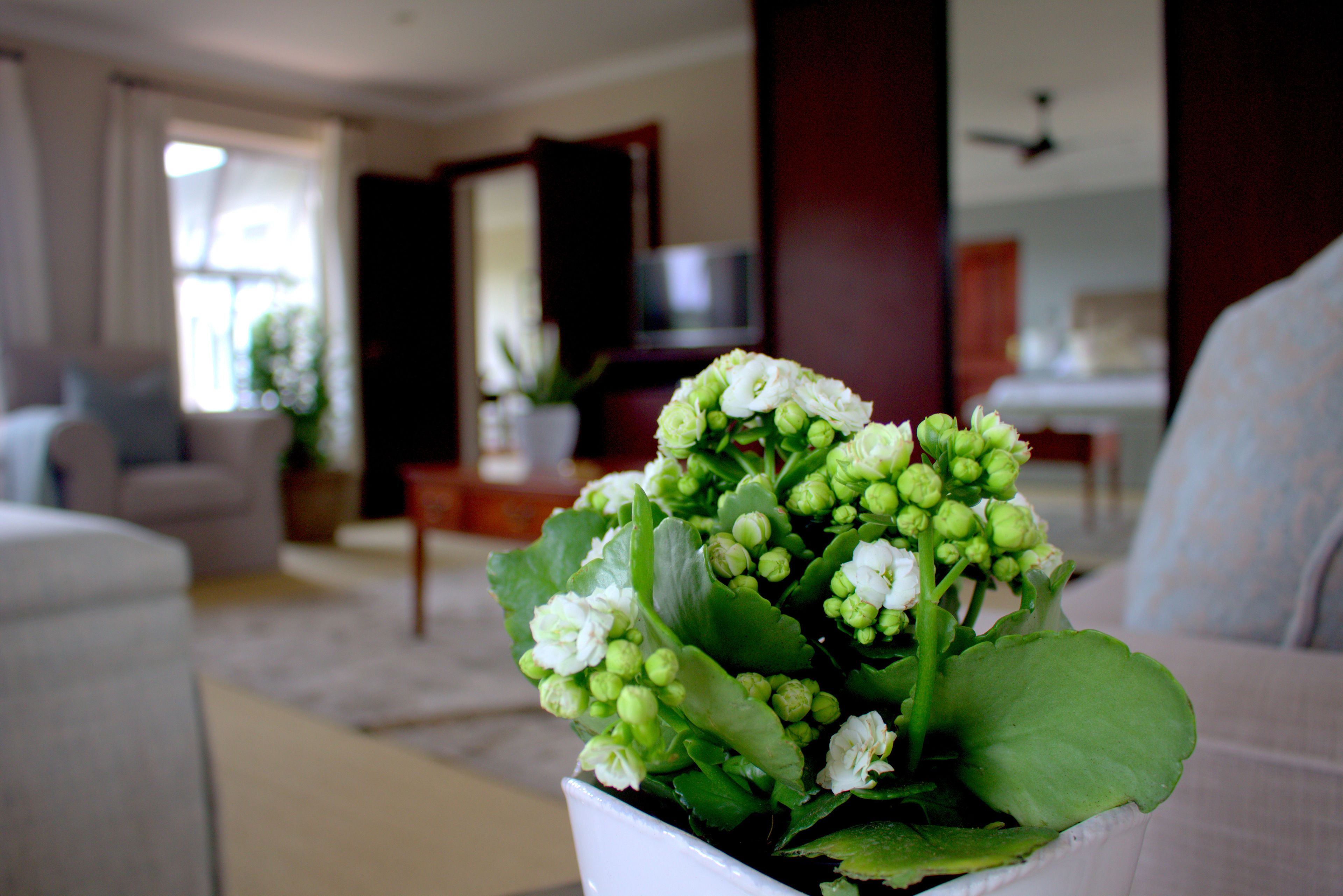 Wild Olive Executive Suite